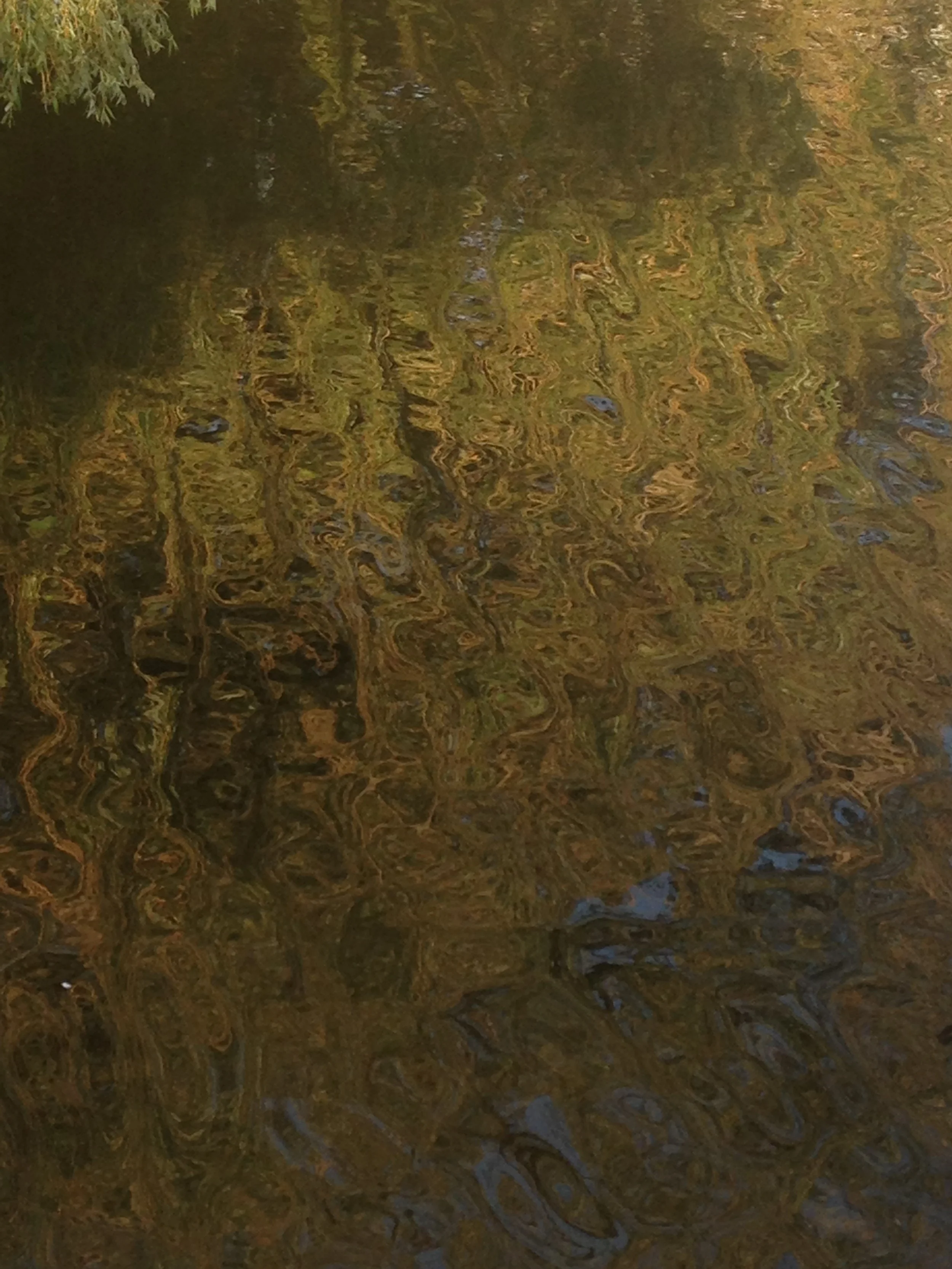 willow, iphone, taken in england 