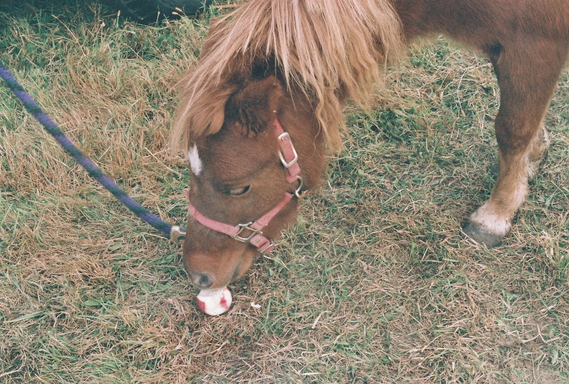 pony, 35mm