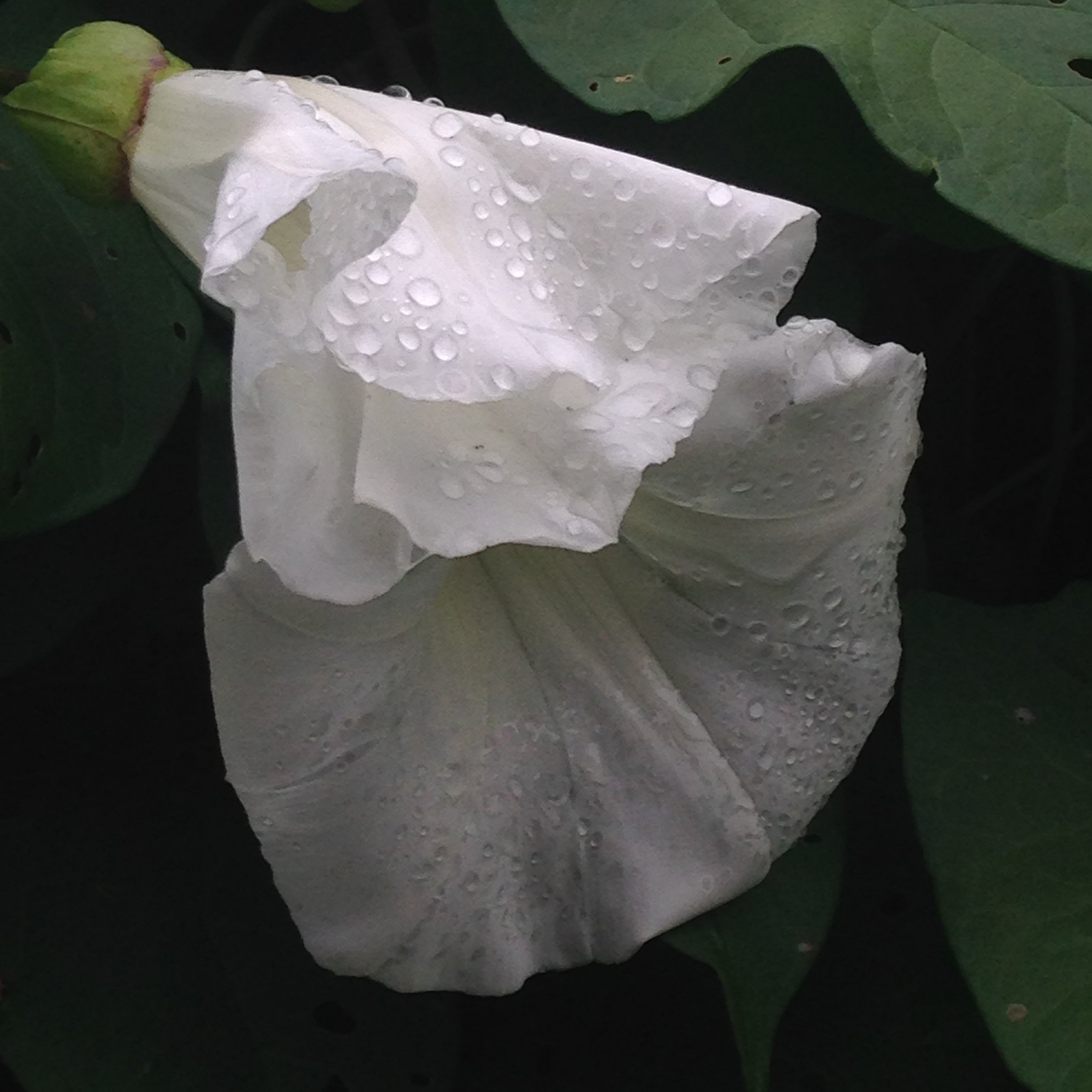blonde, iphone, taken in england 