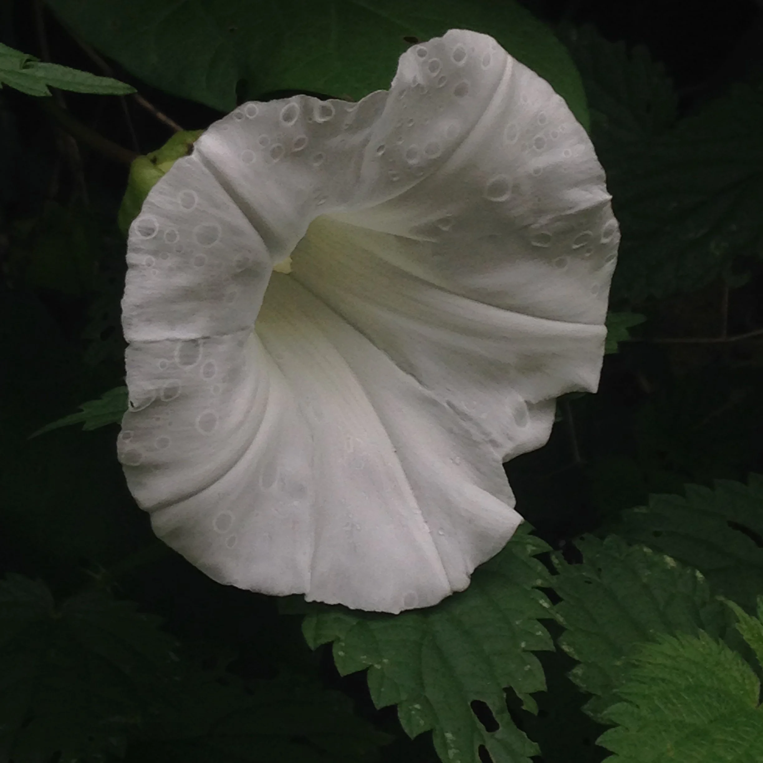 white ferrari, iphone, taken in england 
