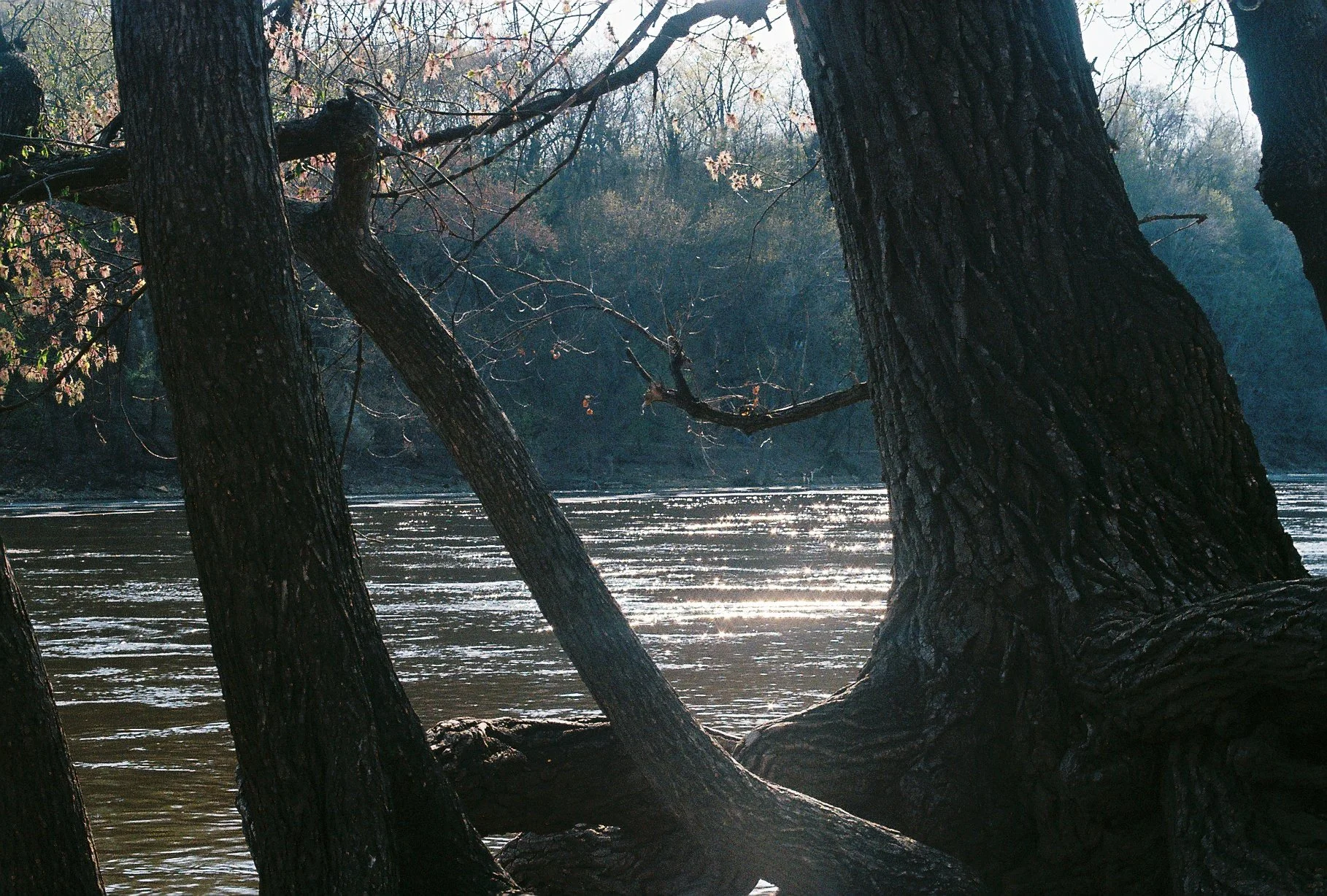 river trees, 35mm