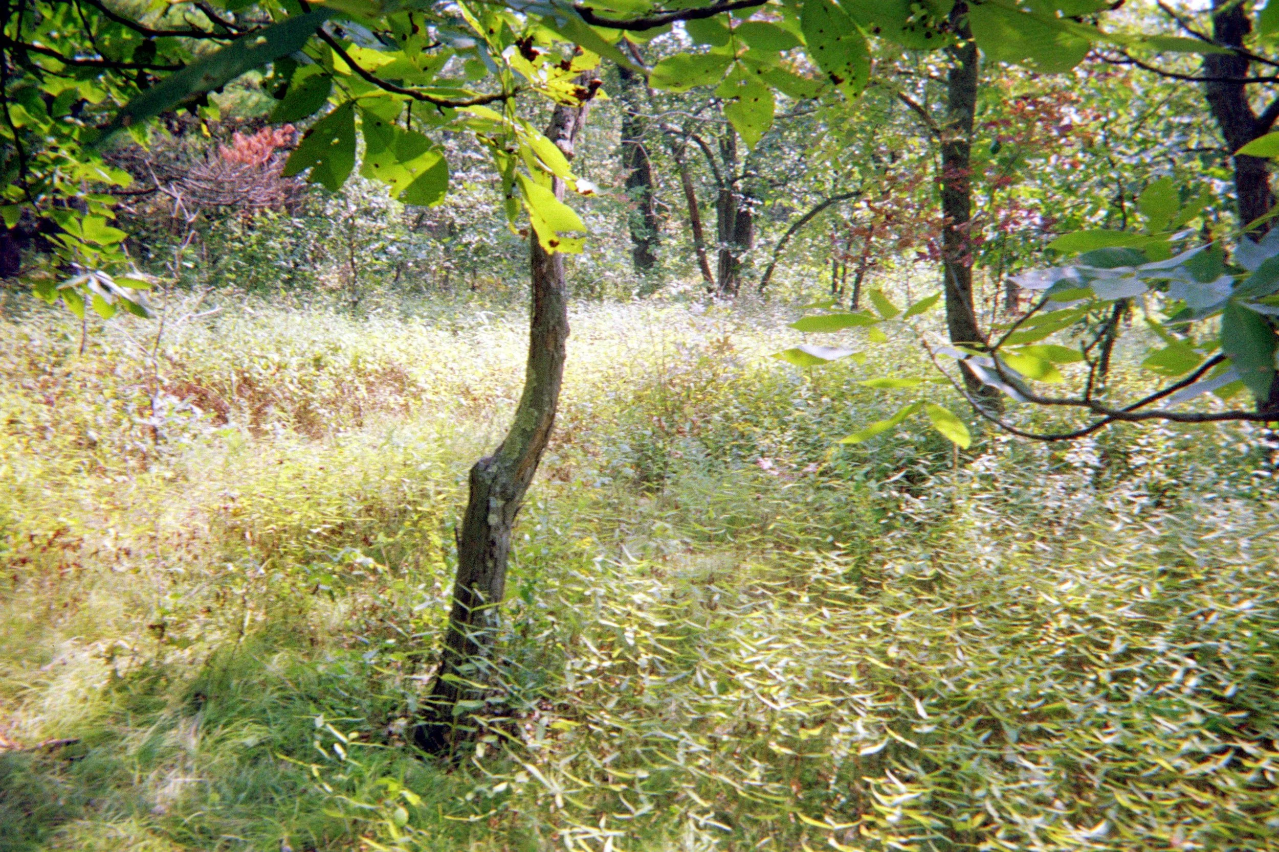 devil's lake, disposable