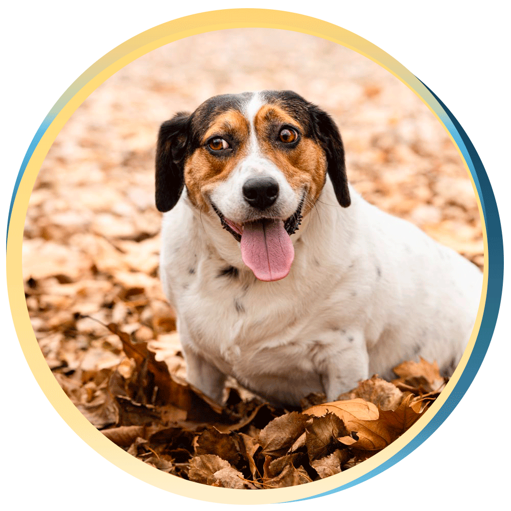 Pet Sitting