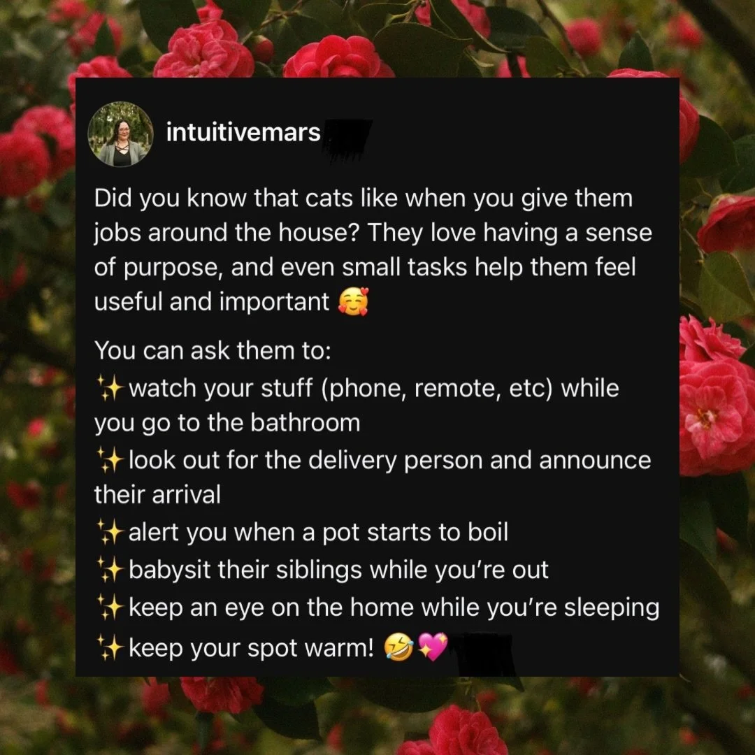 Our animal companions want to contribute to the home and family. 🥰

If you&rsquo;d like to find out what your kitty wants to be in charge of in your home, book an Animal Communication session with me at the link in my bio 🫶🏼
