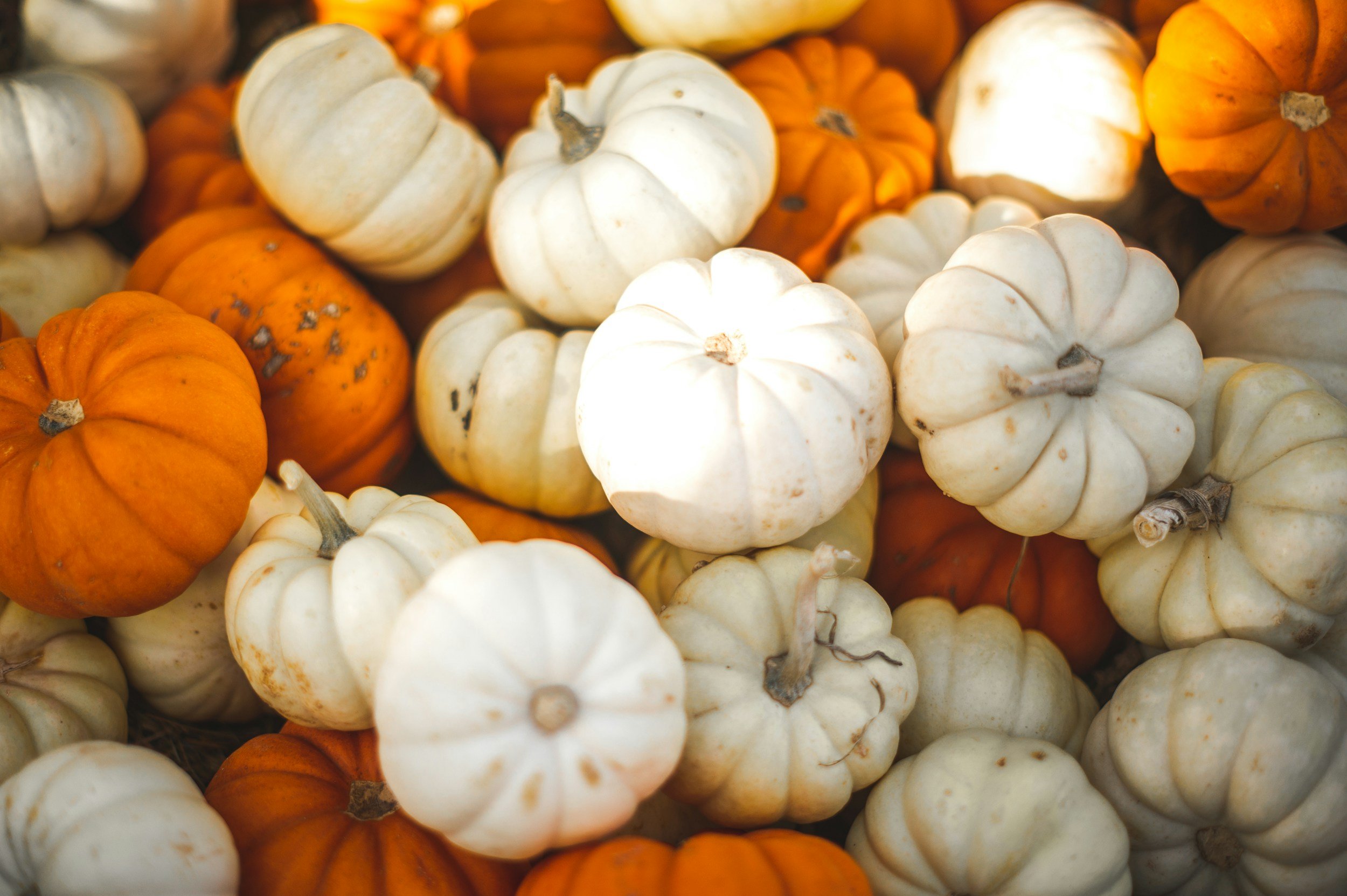 A close-up view of a pile of small decorative white and orange pumpkins.
