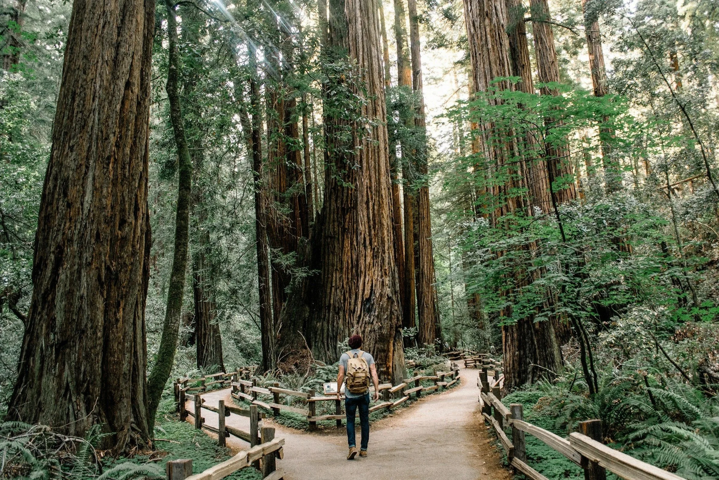 A person with walking on a forest trail coming to a trail divide. Which direction should he take.