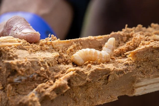 Wildfoods Festival, Hokitika -small.jpg