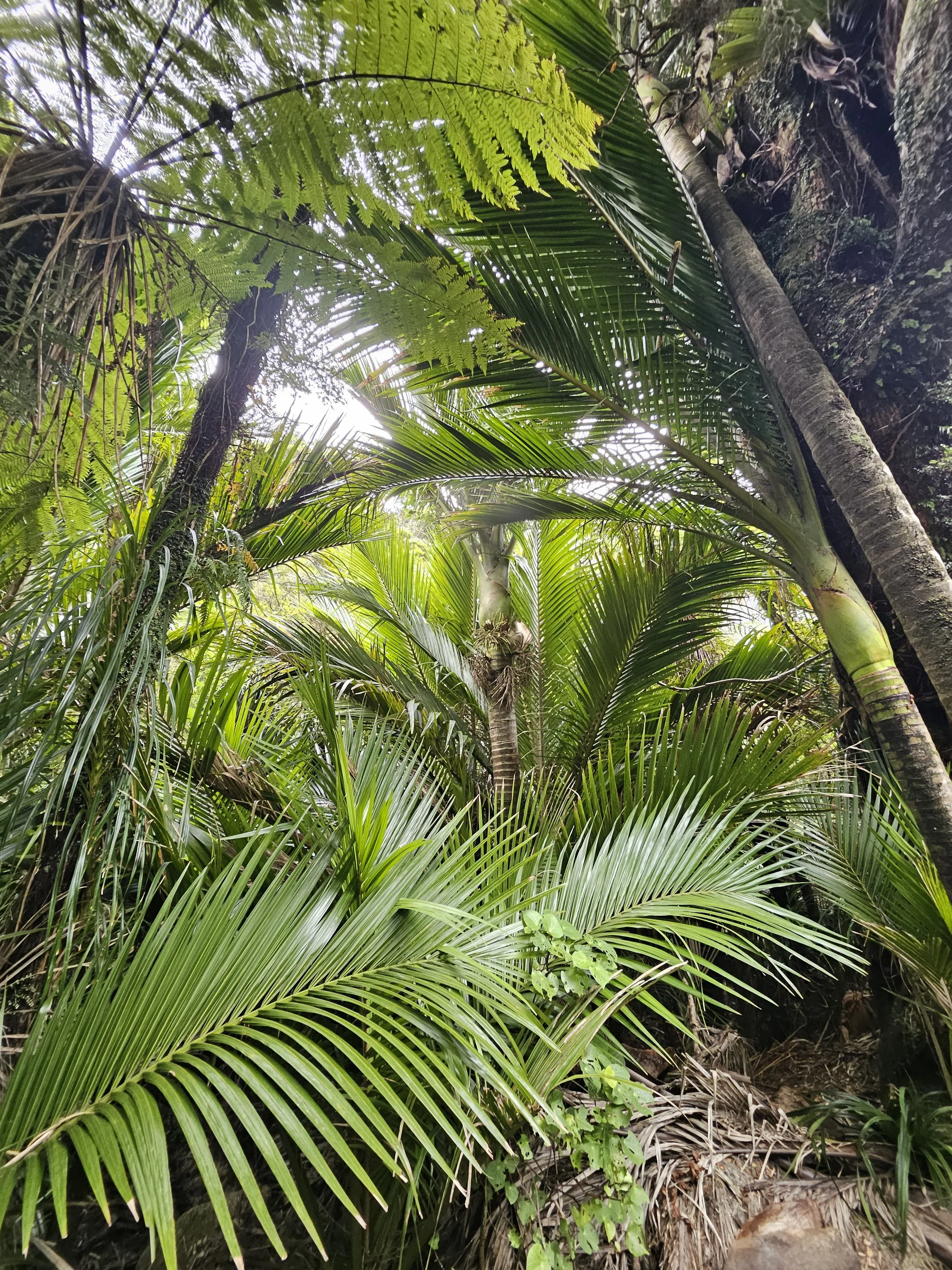 Pororari River Track: A West Coast Walk That Feels Like Stepping Into Another World