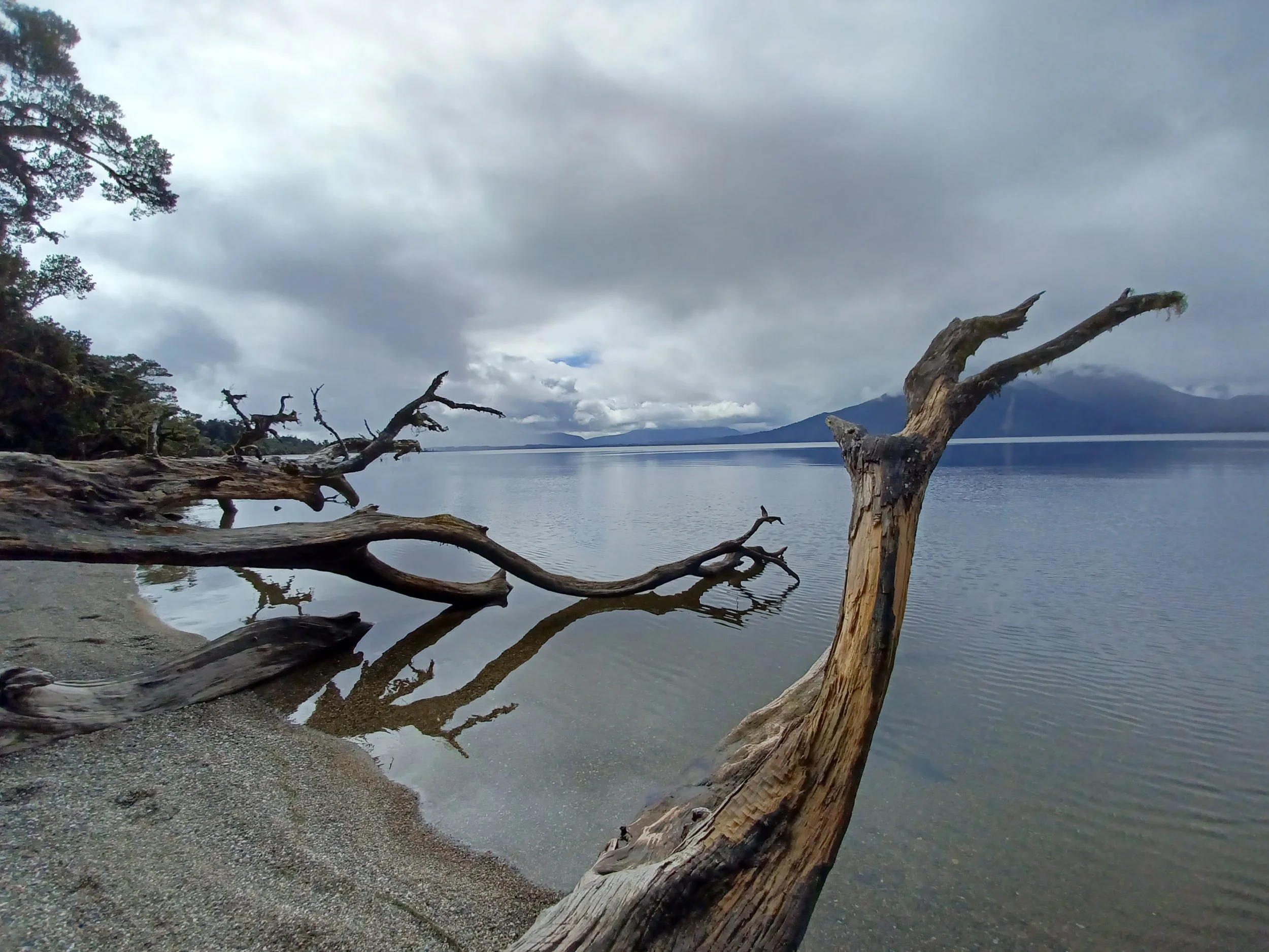 Driftwood tree branches stretching over the calm shoreline of Lake Brunner, with still water reflections and misty mountains under dramatic cloudy skies.