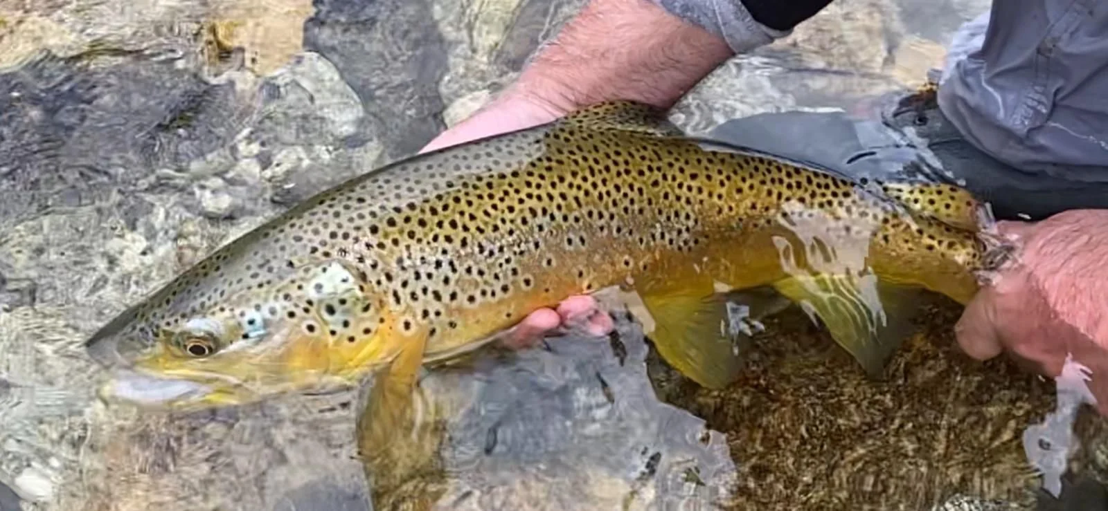 Wild brown trout from West Coast rivers near Lake Brunner
