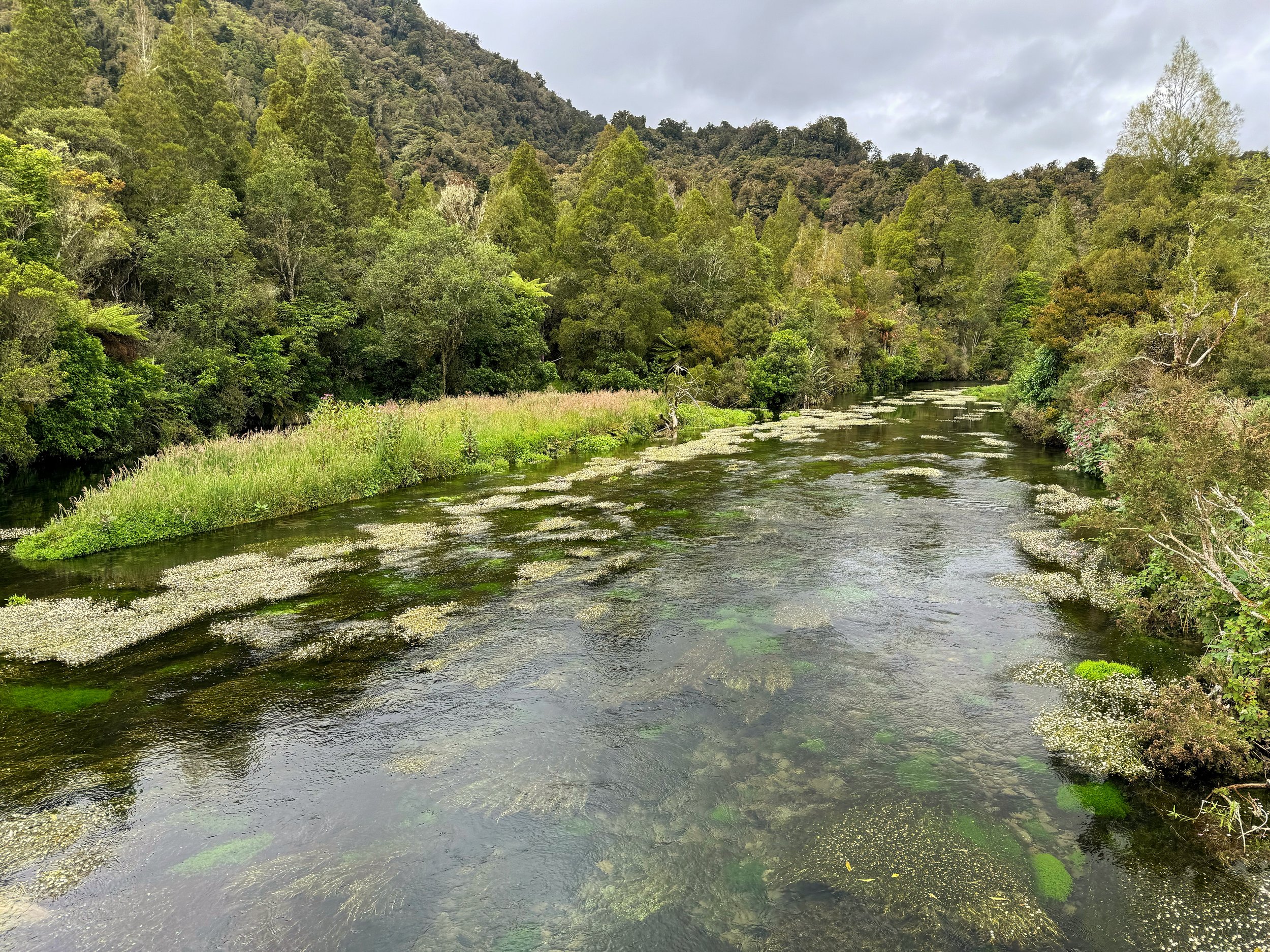 Clear river flowing through lush native forest near Lake Brunner on New Zealand’s West Coast.