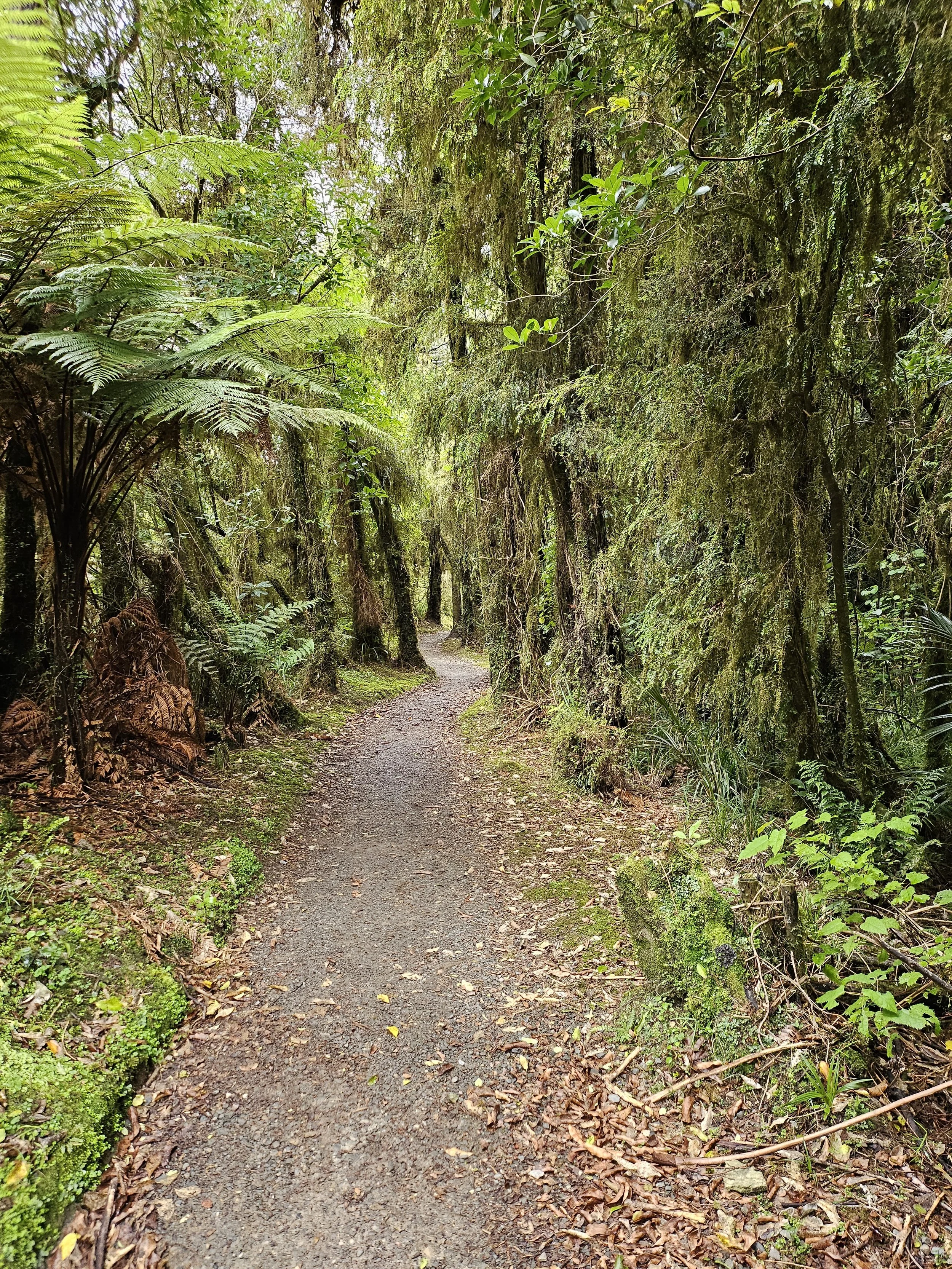 Native rainforest trail on the Pororari River Track in Paparoa National Park, a scenic West Coast walk within driving distance of Lake Brunner Eco Lodge