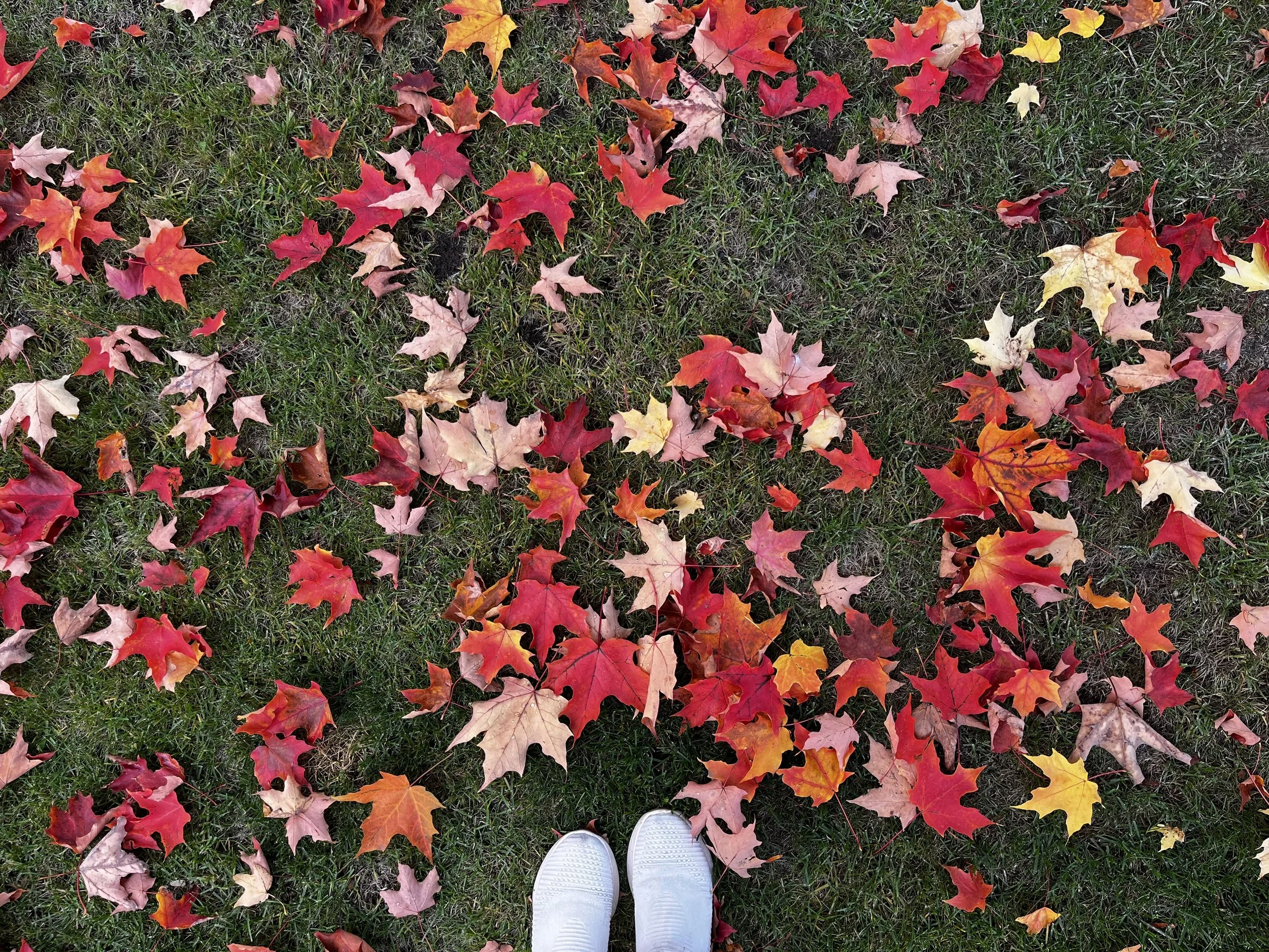 fall_leaves.jpeg