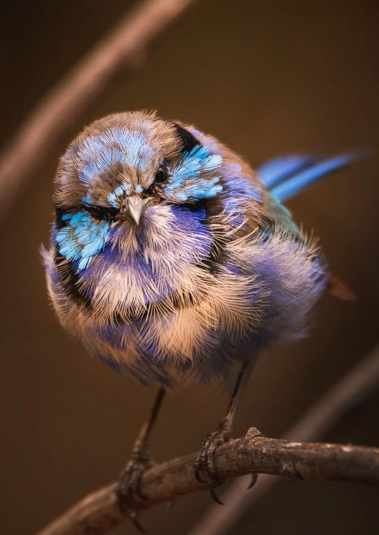 fluffy-1.jpg