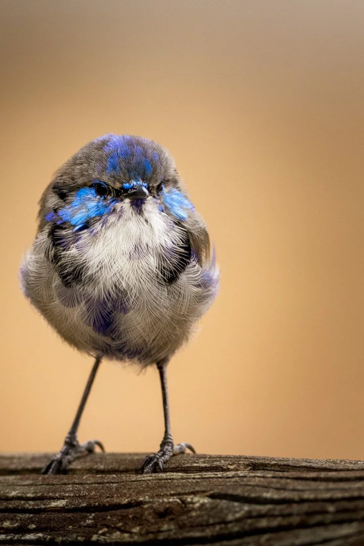 fluffy-22.jpg