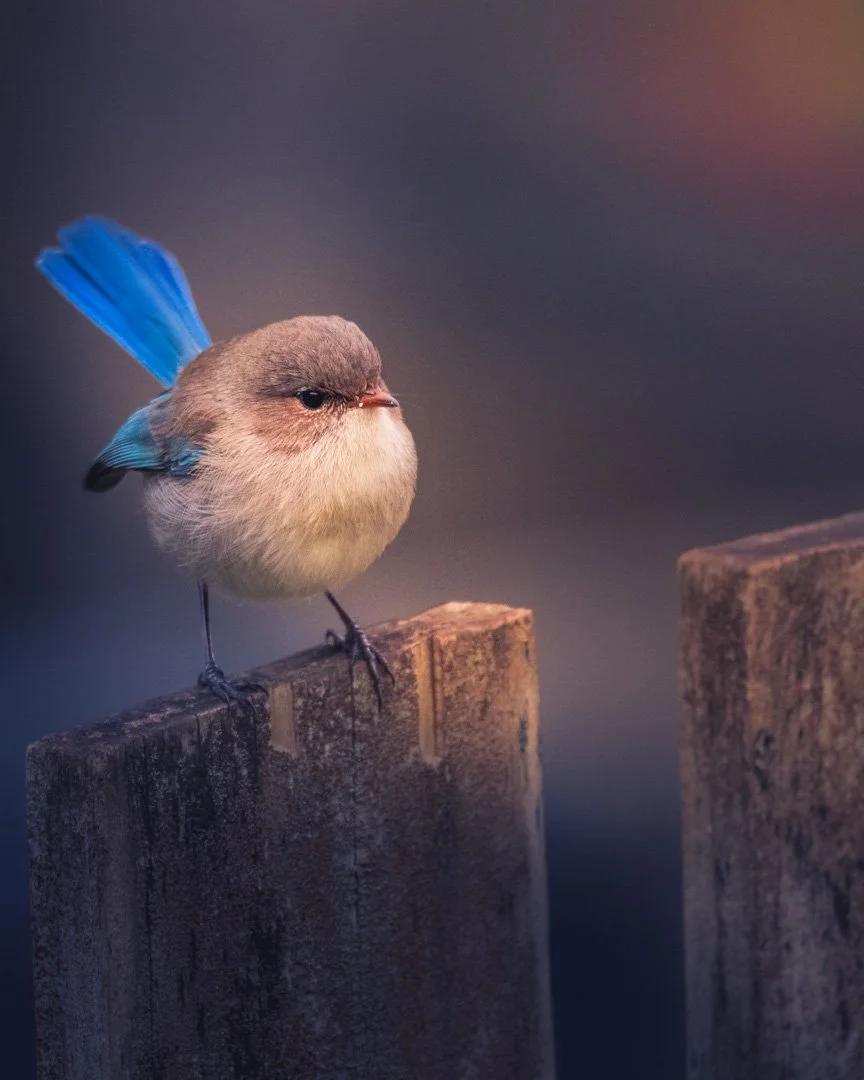birds-69.jpg