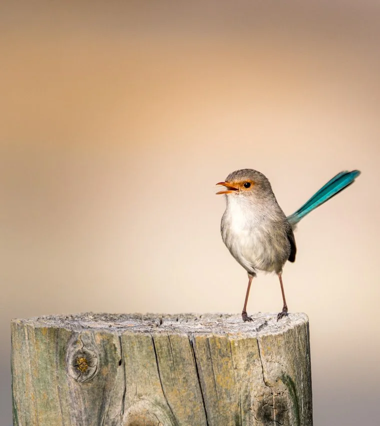 DC_Photo_birds-1.jpg