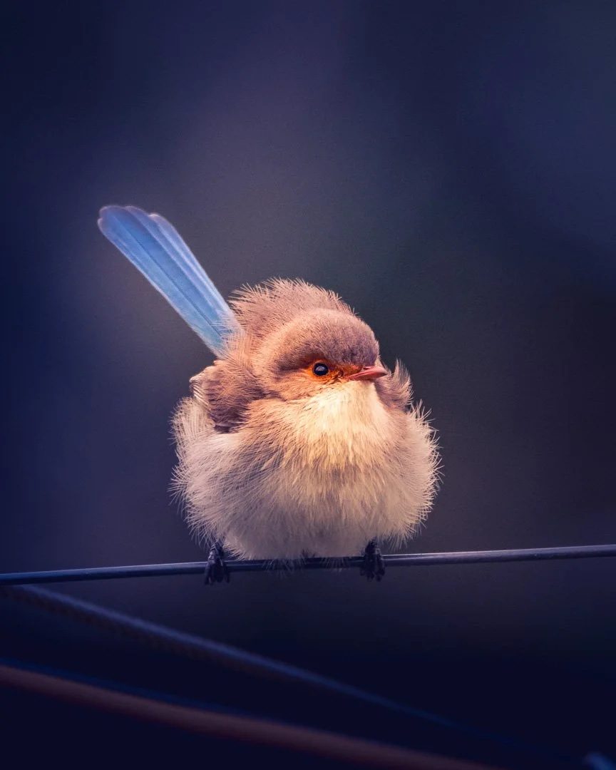 birds-25.jpg