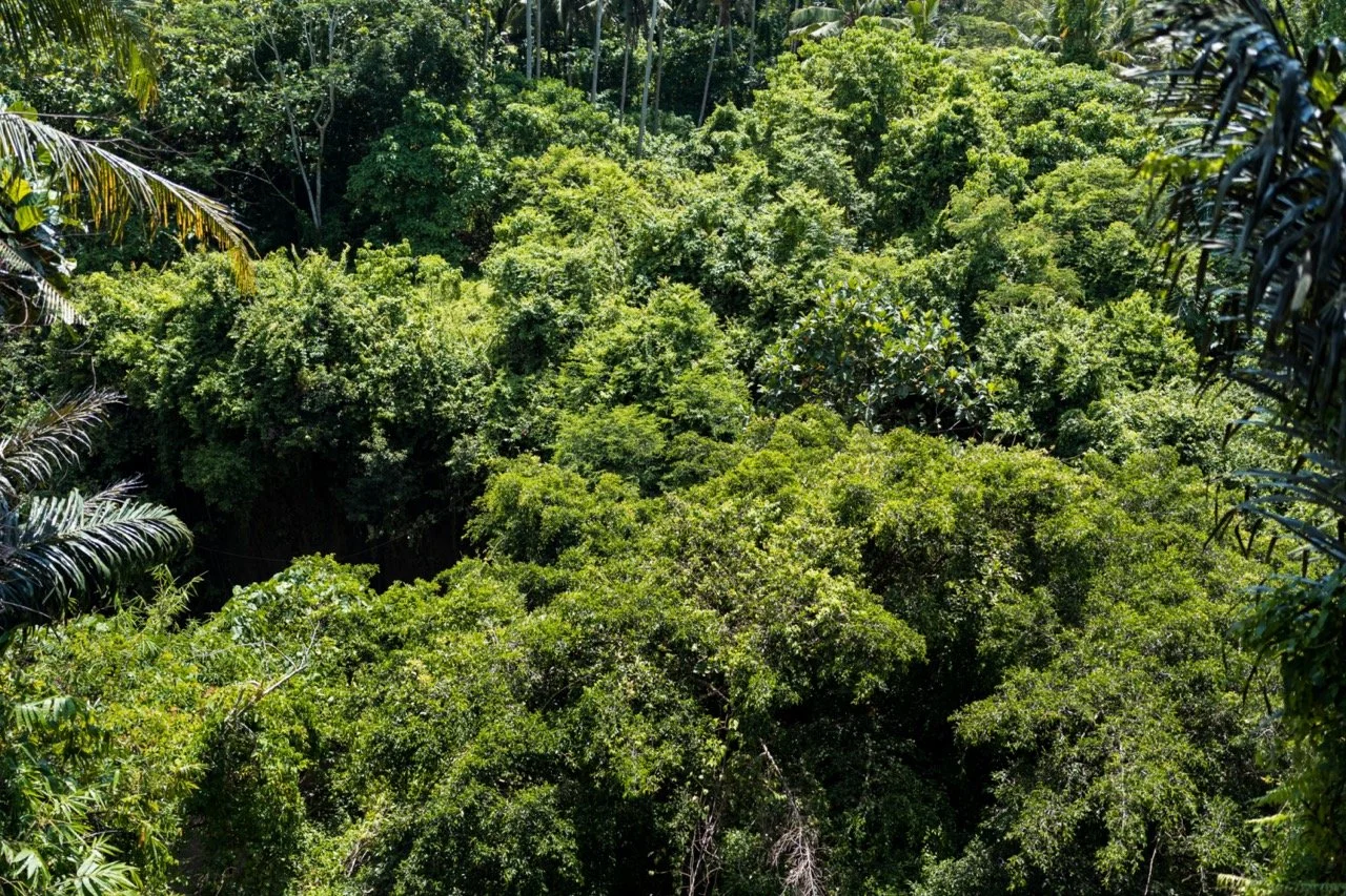Thick green jungle foliage with a dense canopy of trees and plants.