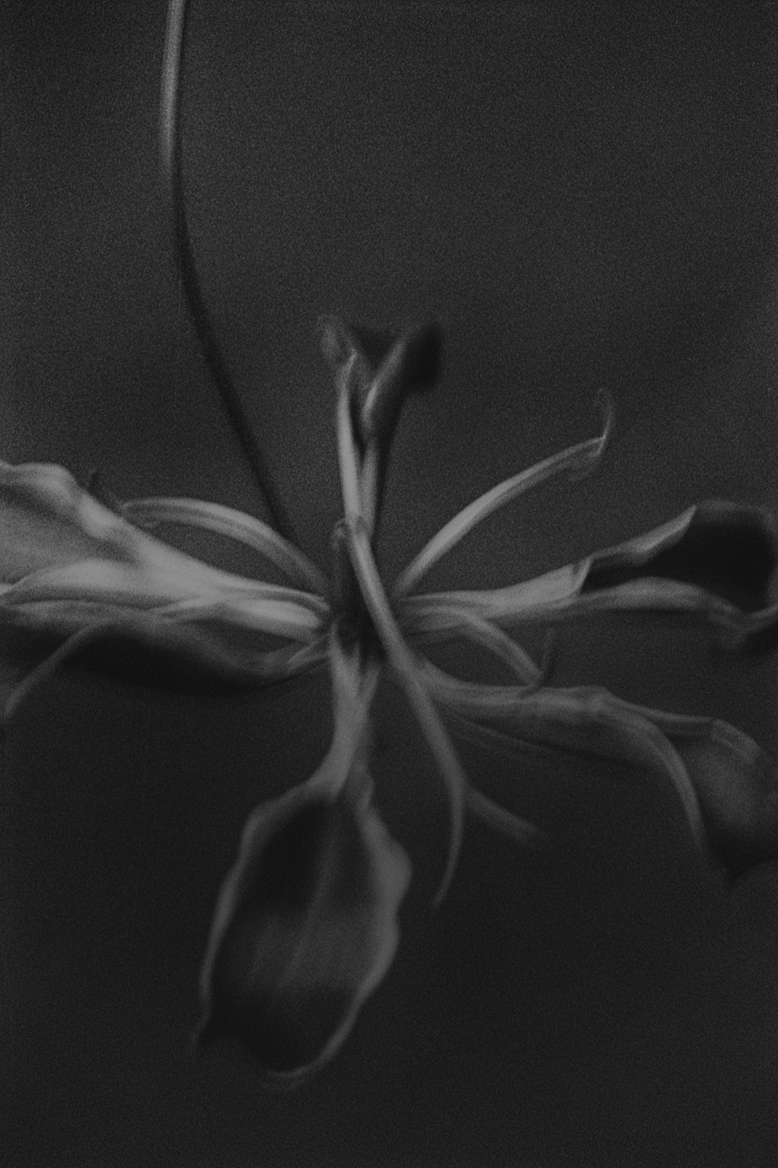 Elizabeth Alderliesten, Scisis, 2021, Silver Gelatin Print, 40 x 60 cm, Ed. 7 & 2 AP 

Also available:
80 x 120 cm  
Edition 5 & 2 AP