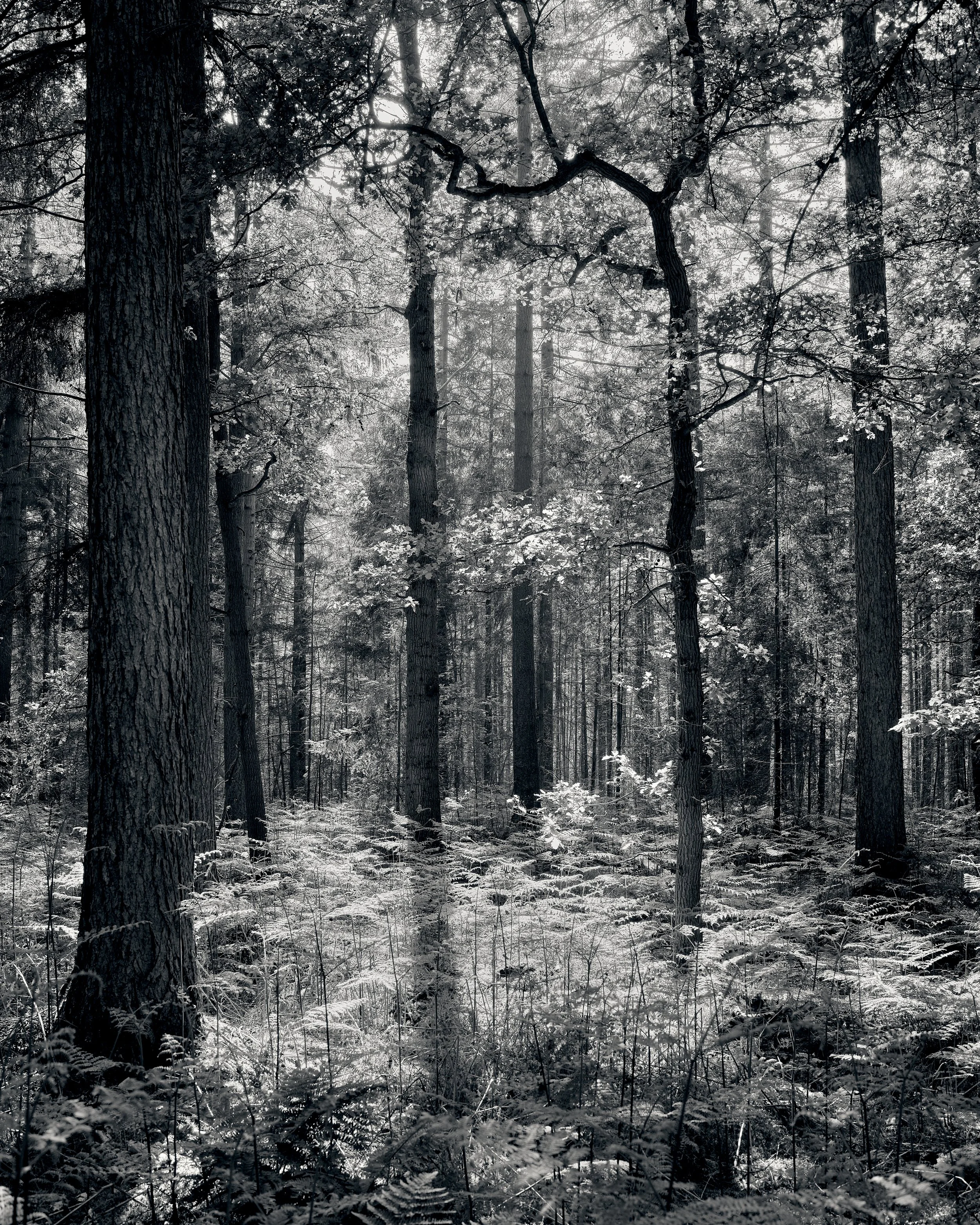 Yesterday | printed on Hahnemühle Fine Art Pearl