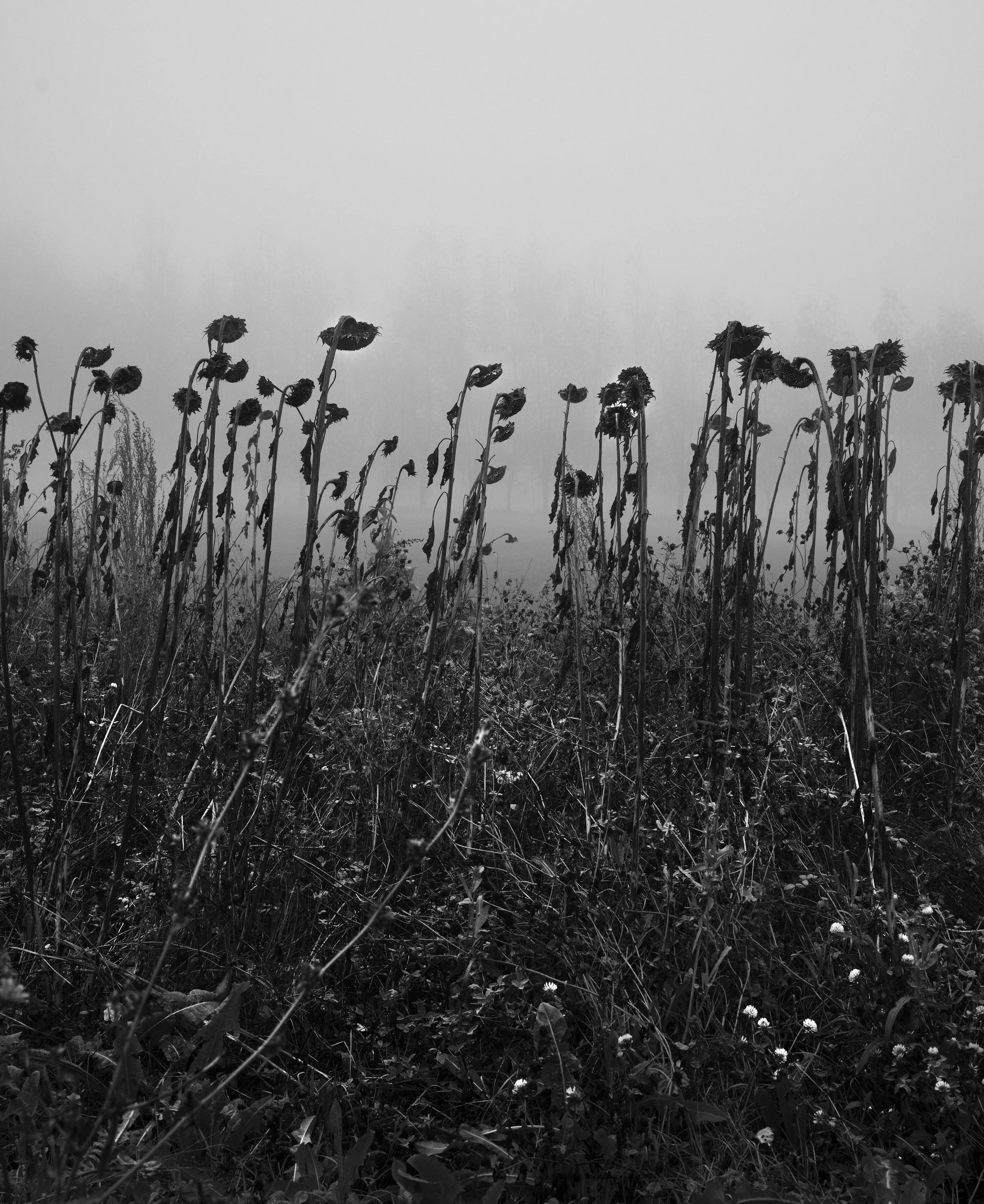 Forever | printed on Hahnemühle Fine Art Pearl 
