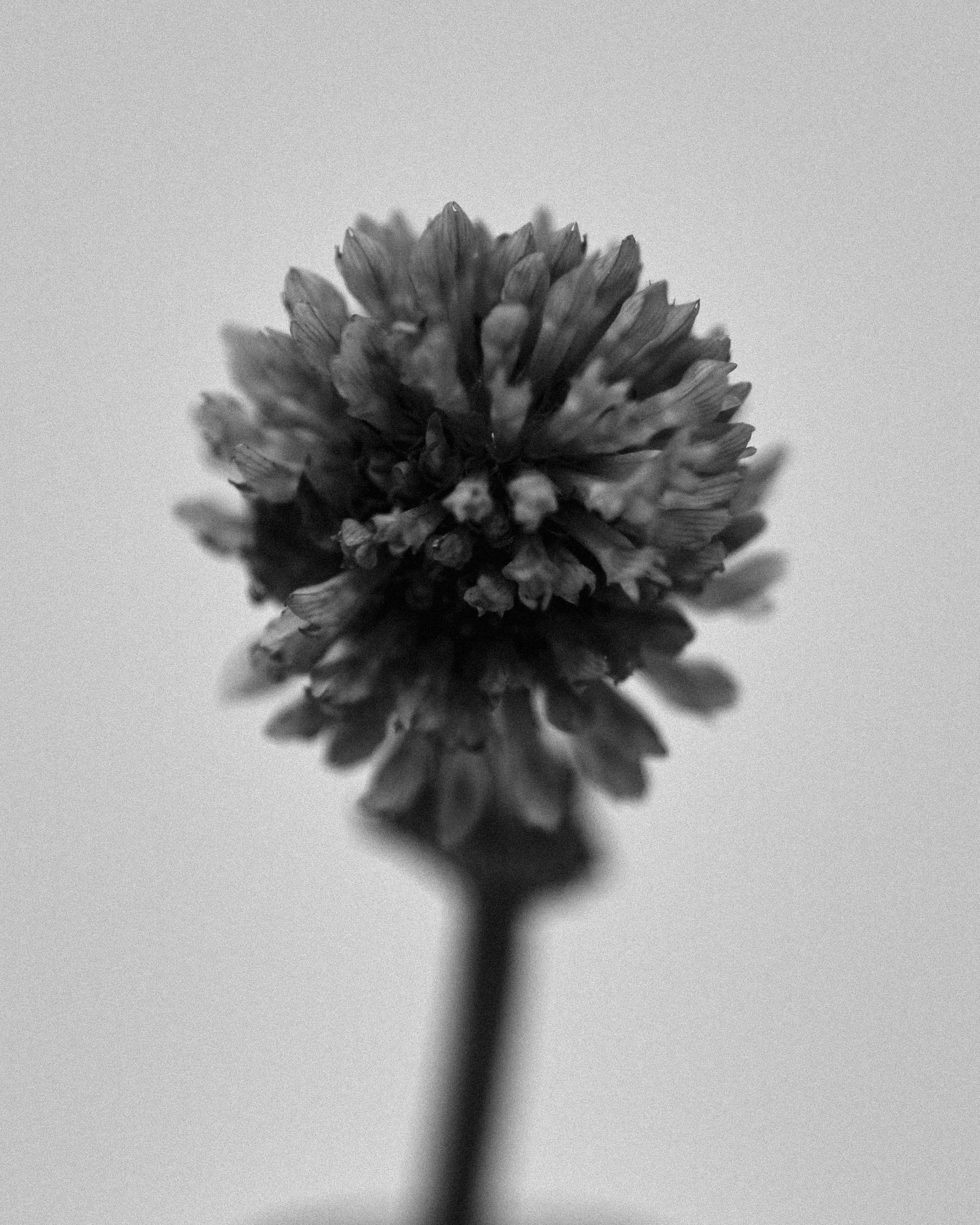 Trifolium Pratense | printed on Hahnemühle Fine Art Pearl