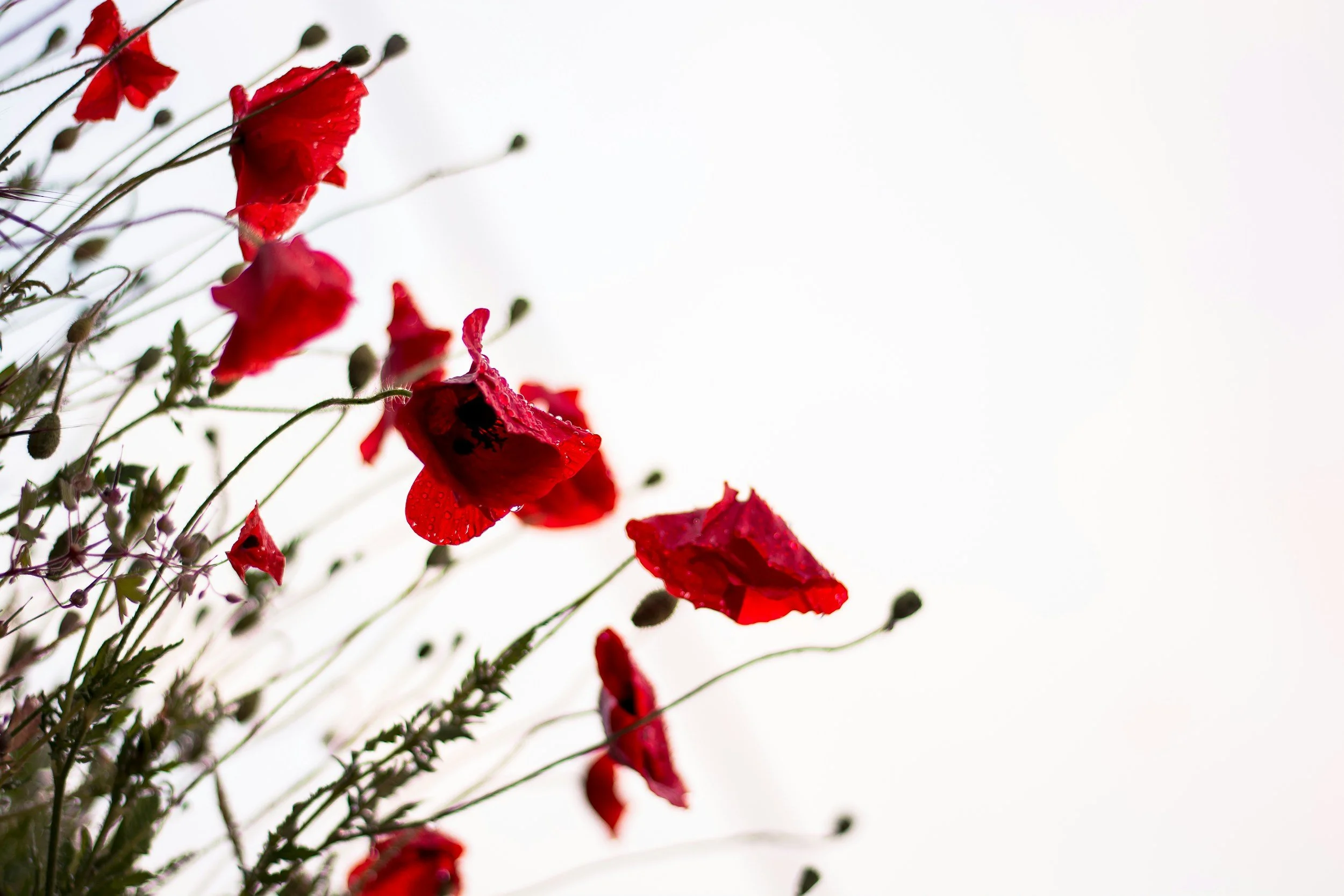 Remembrance Day