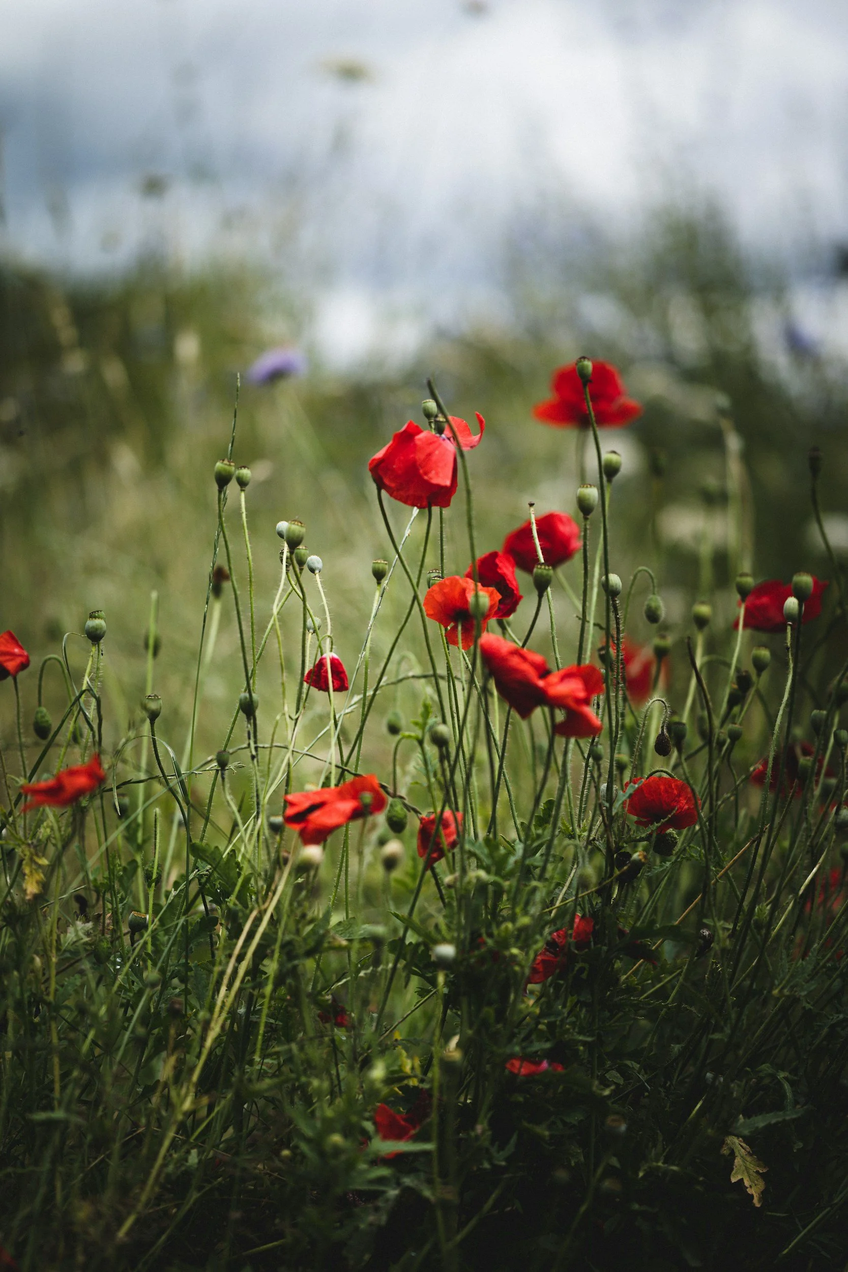 Indigenous Veteran's Day