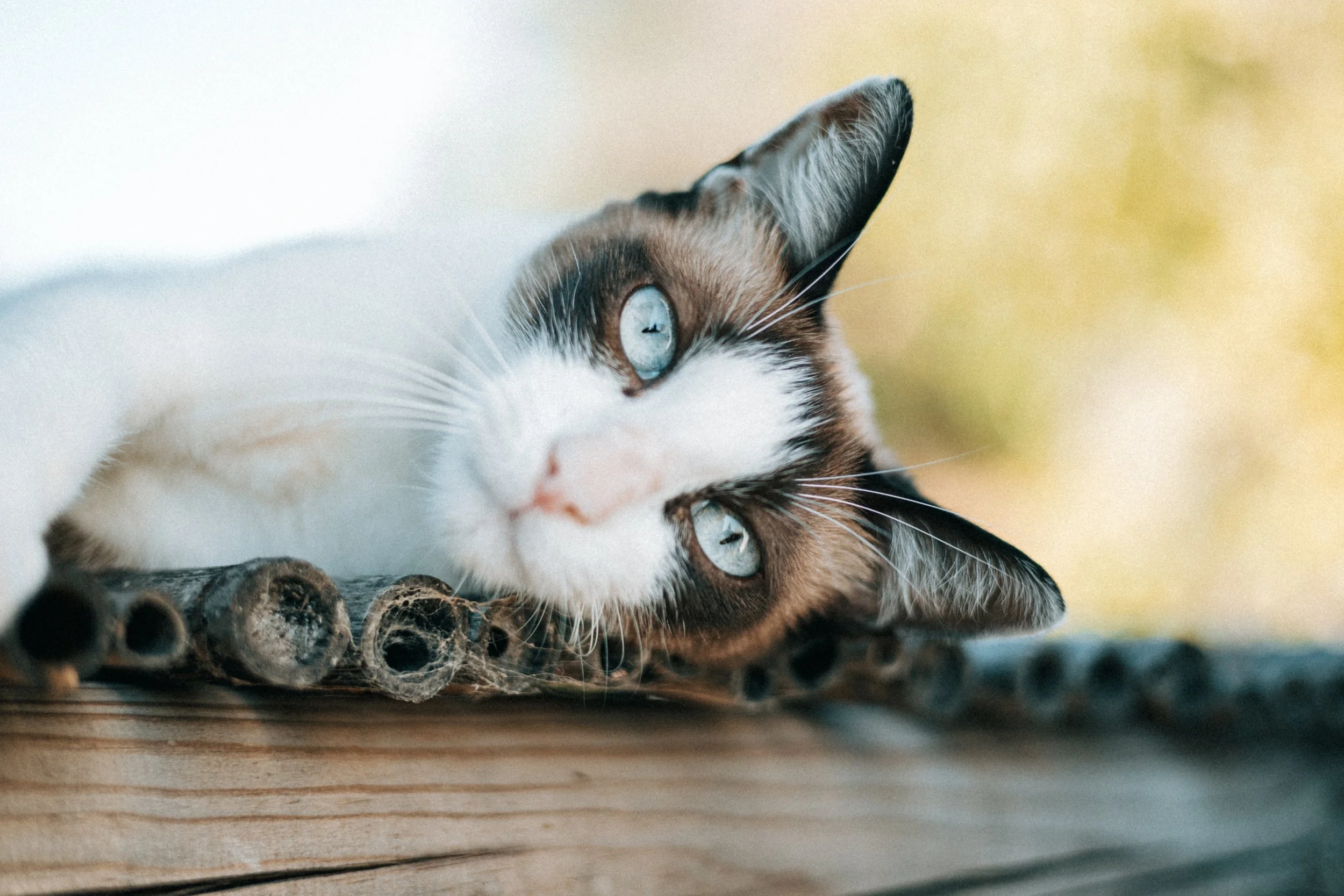 a cat's guide to doing nothing