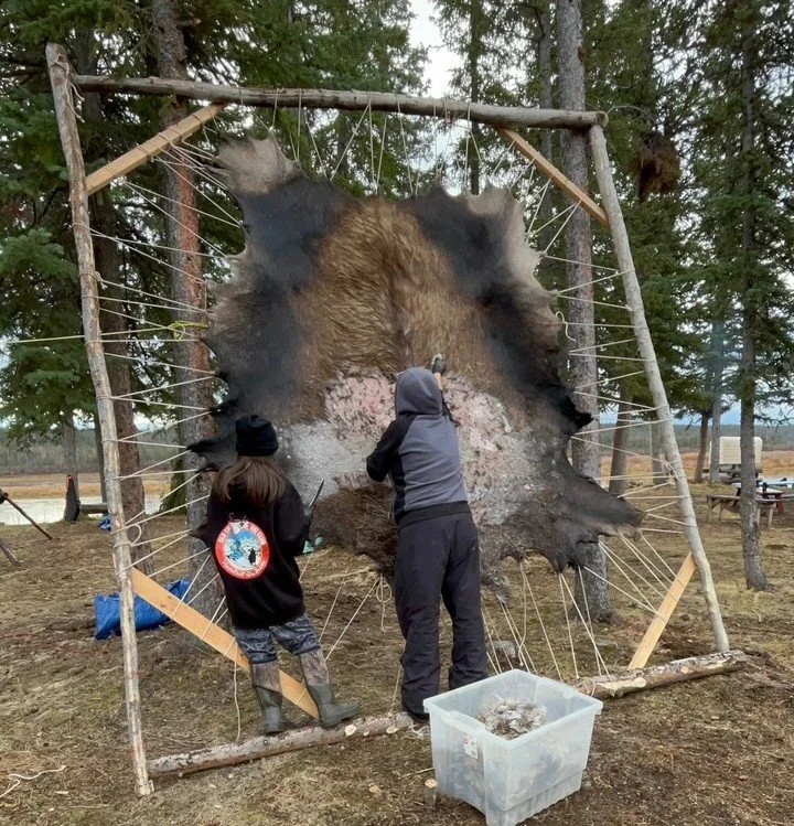 Learners scraping the hair from moose hide on a frame