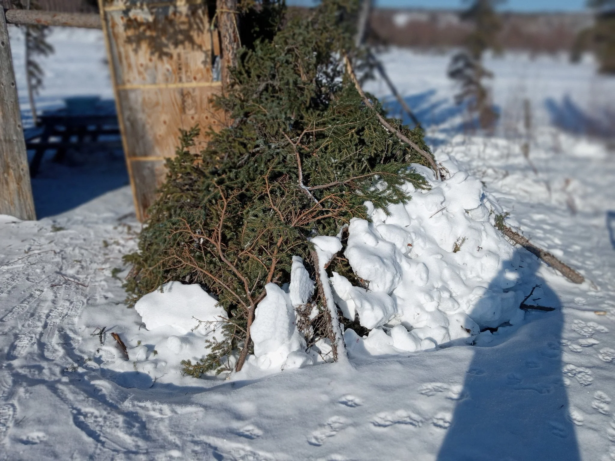 fir bough shelter