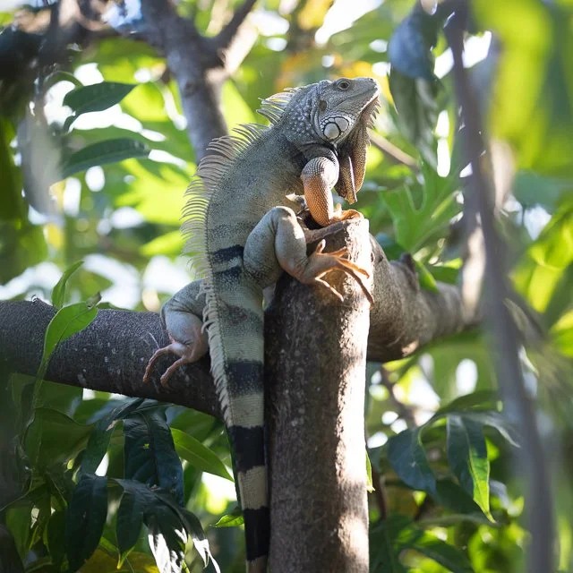 WEBSITE COLLATERAL-39.jpg