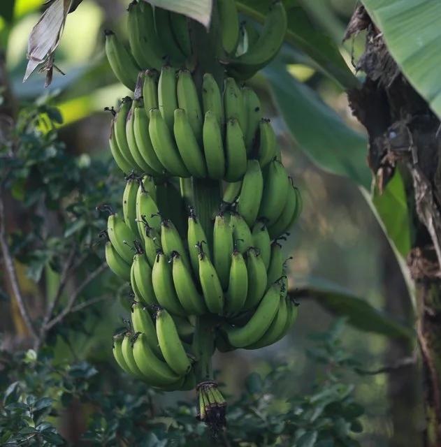 WEBSITE COLLATERAL-27 copy.jpg