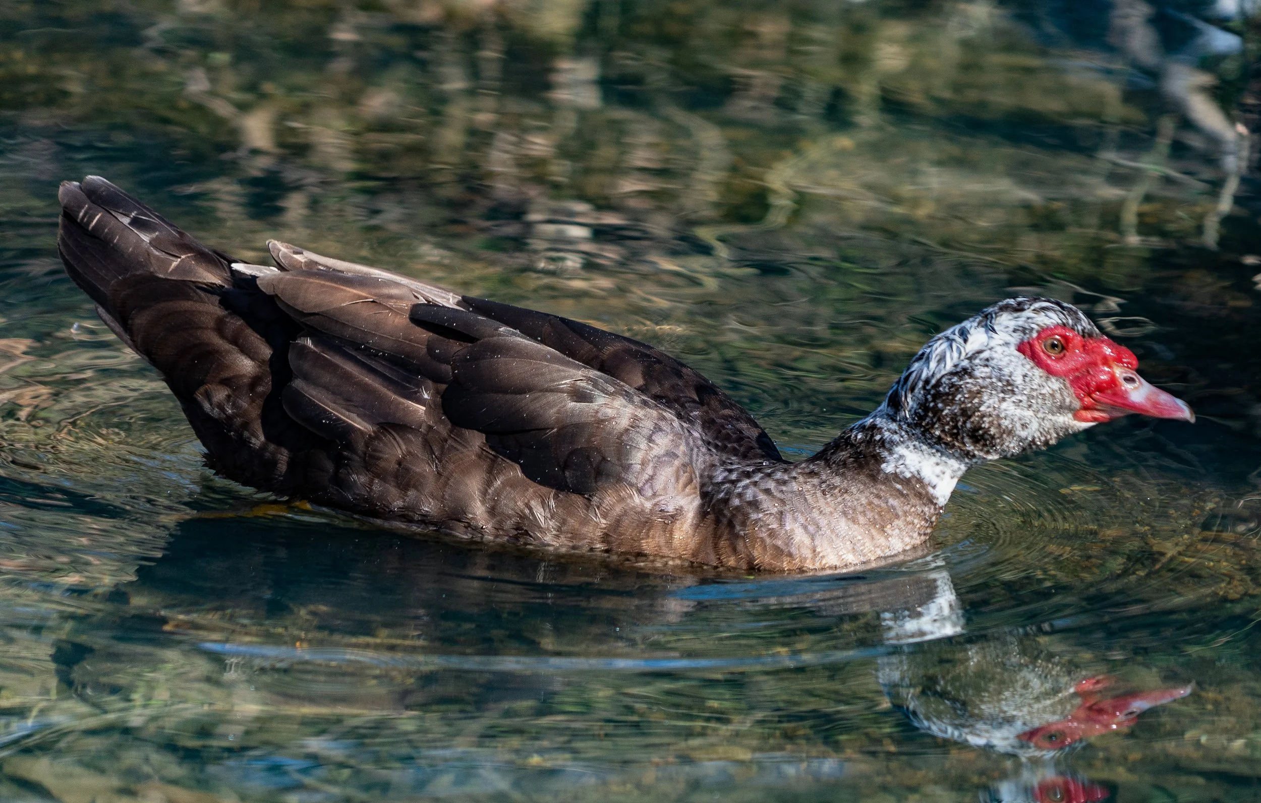 muscovy-1-18.jpg