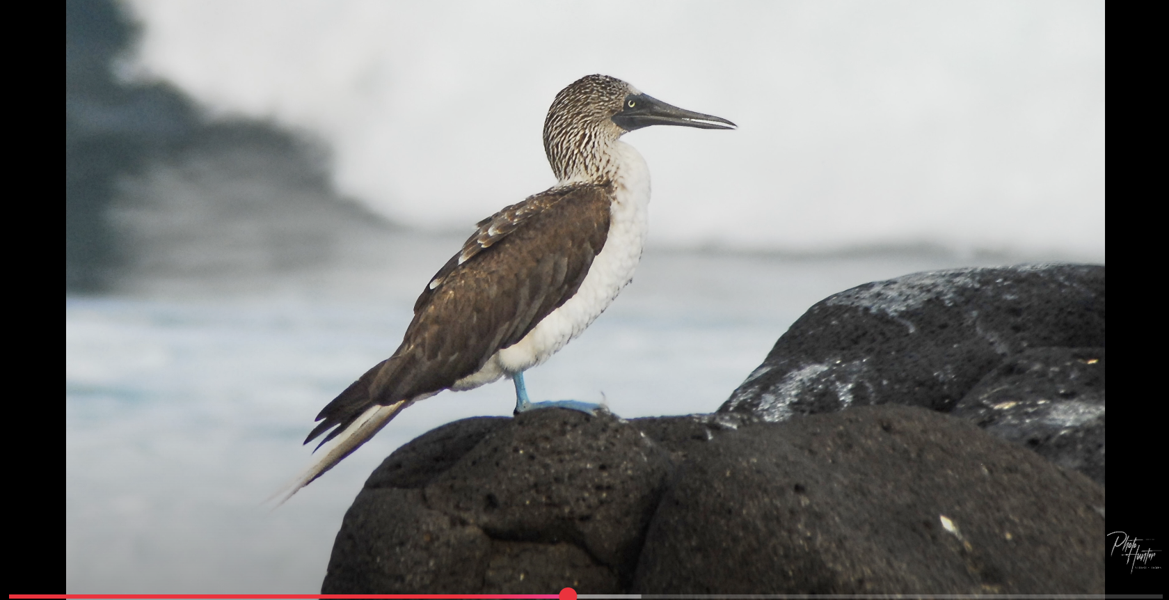 A Video Photo Documentary: The Booby