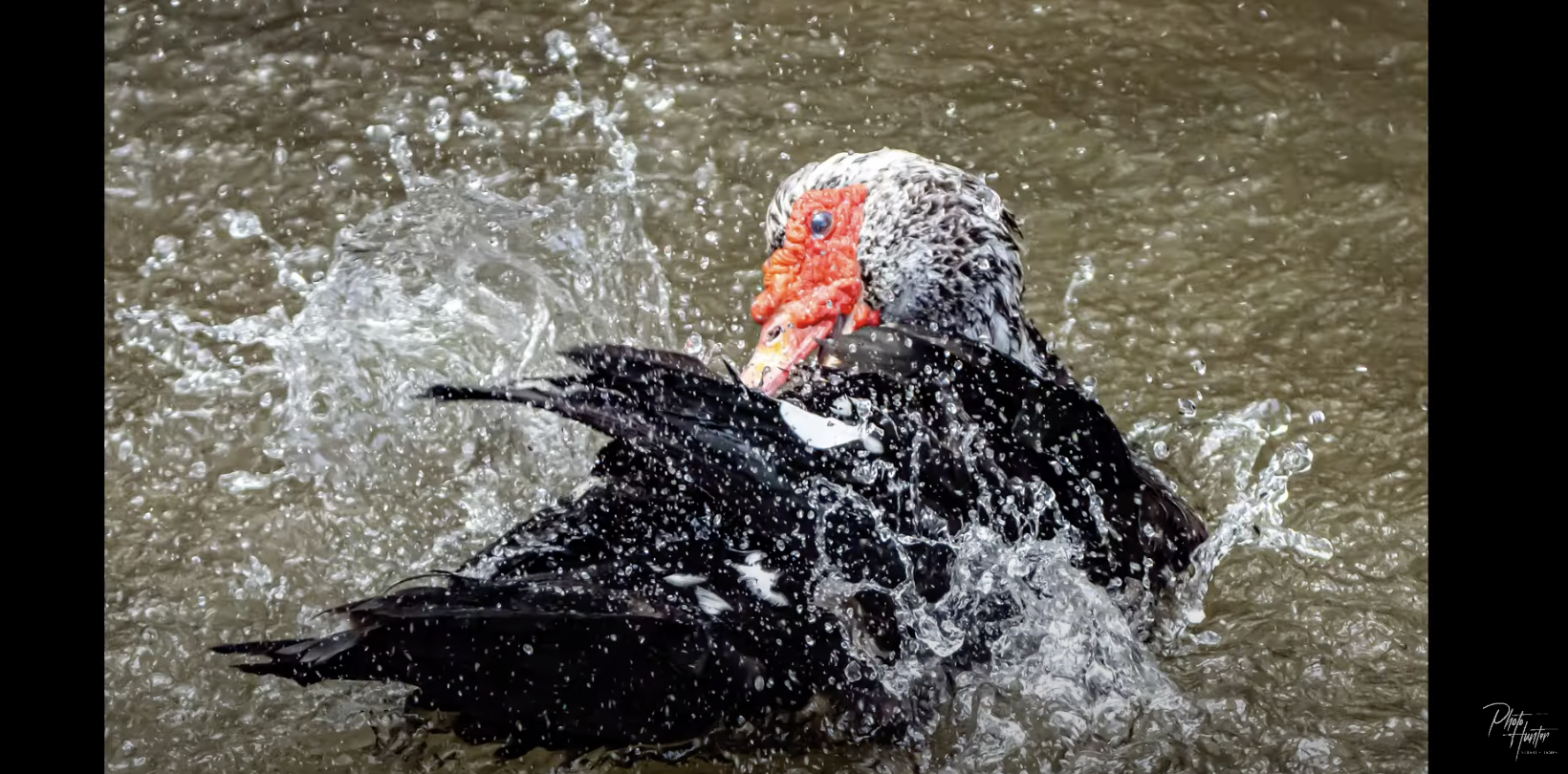 A Muscovy Water Painter: A Video Photo Album