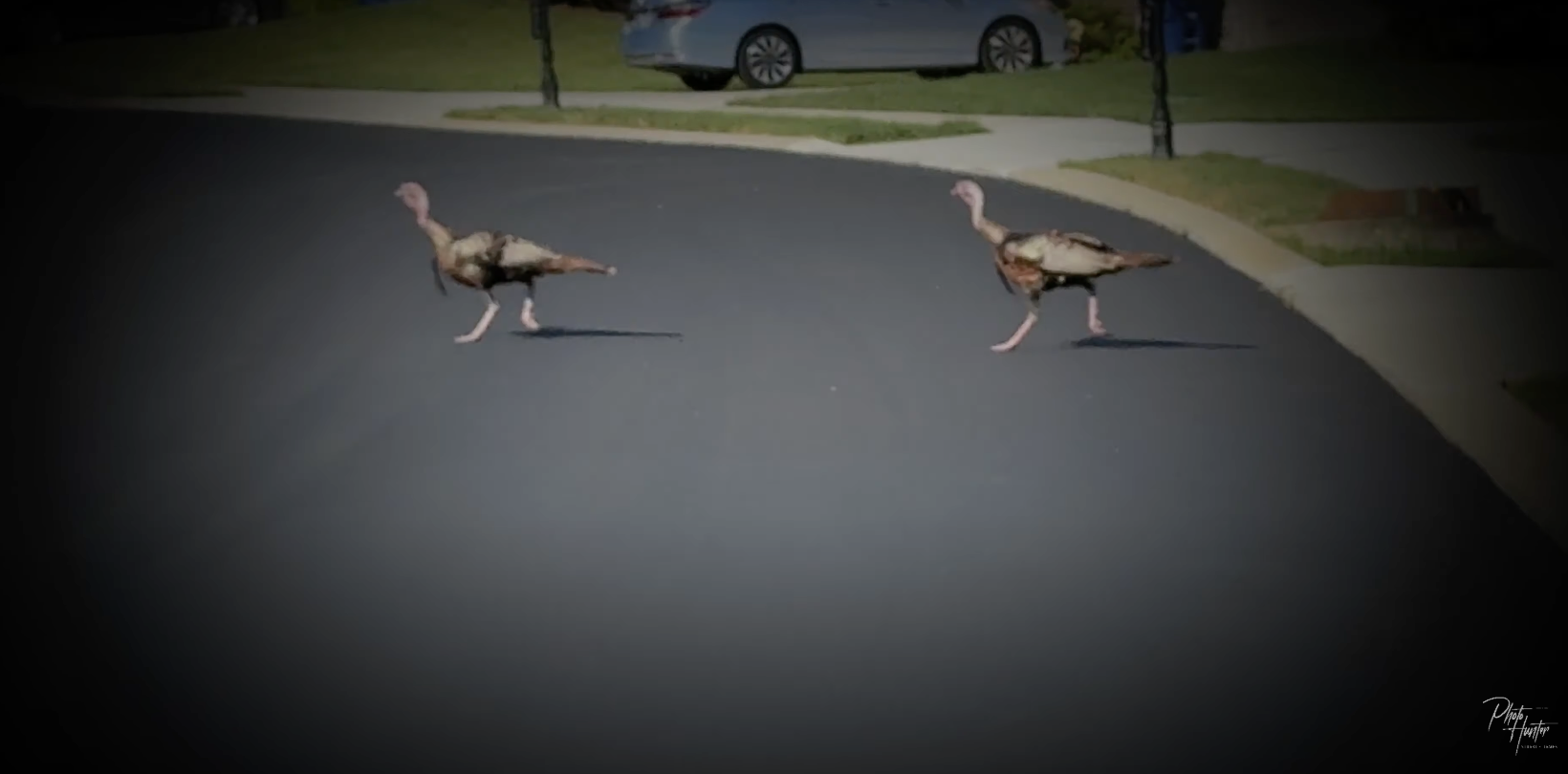 The Turkey Trot: Two Wild Turkeys on The Move