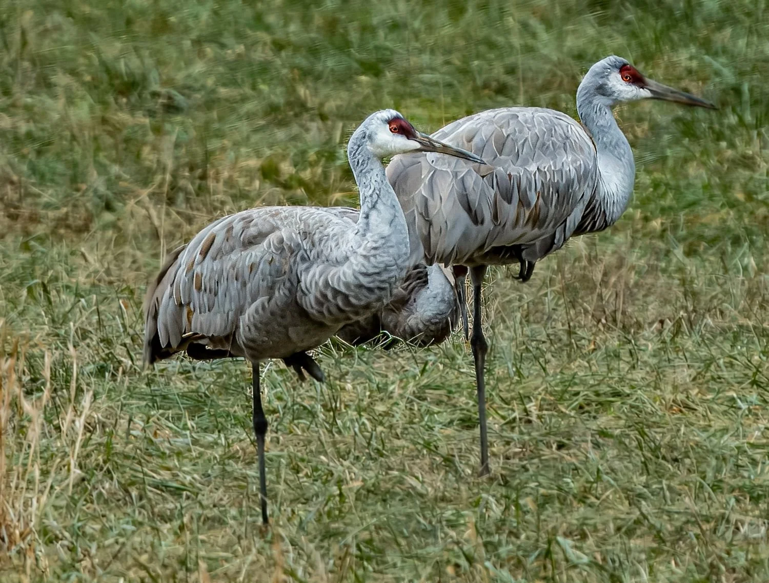 Nature’s Elegant Sculpture: The Sandhill Crane
