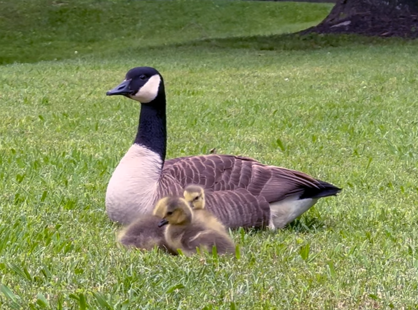 Heard of The 3 Bears? Meet The Three Goslings.