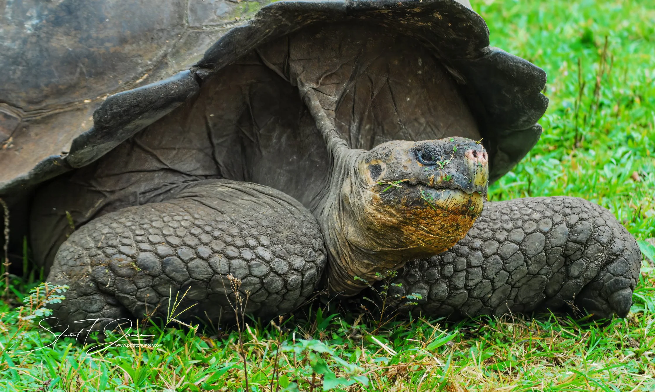 Prehistoric Giants: The Wonderful Galapagos Tortoise