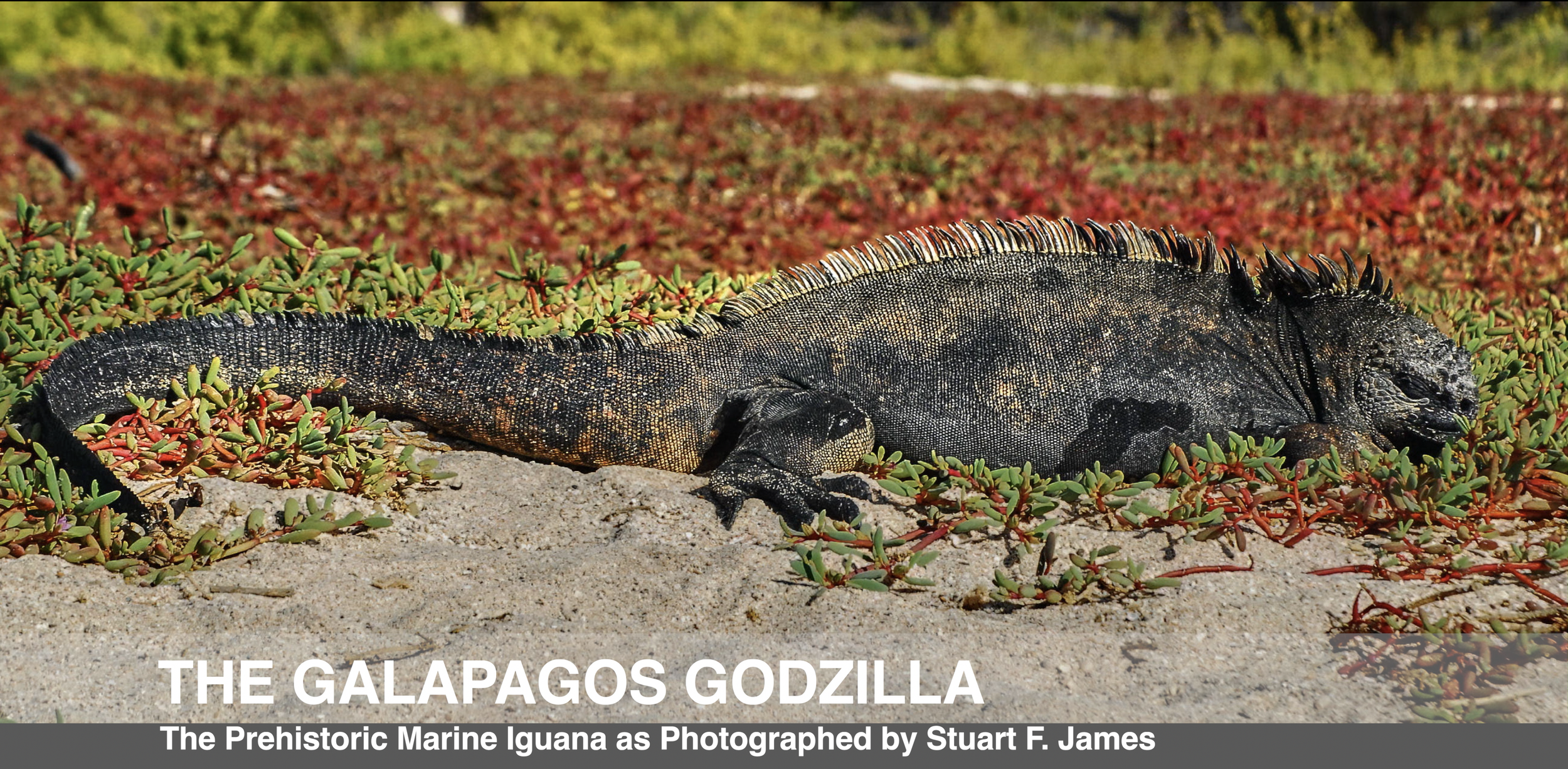 Meet The Galapagos Godzilla