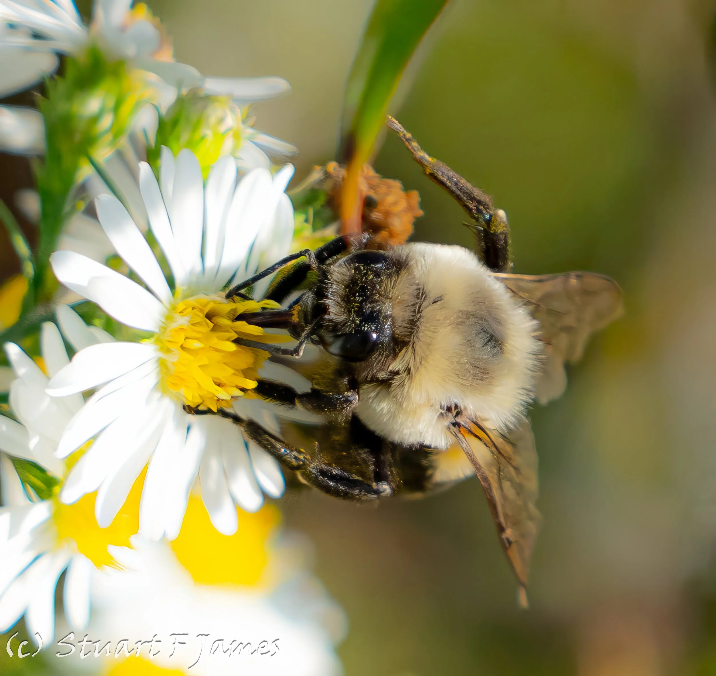 The Pollinator’s Club — Photo Hunter
