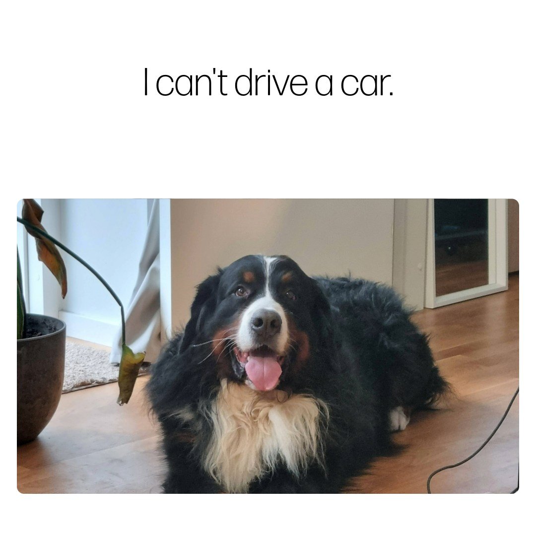 Weekend humor for all the dog parents out there. Wishing you and your pups some great walks this weekend! 🐾

#dogmemesdaily #dogmeme