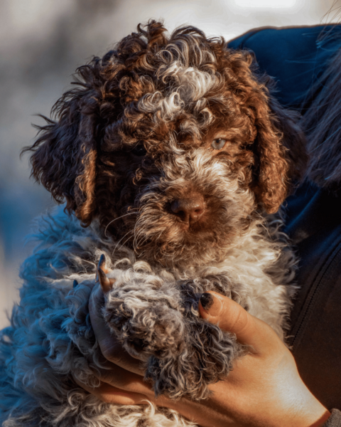 puppy
