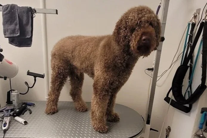 dog grooming treatment