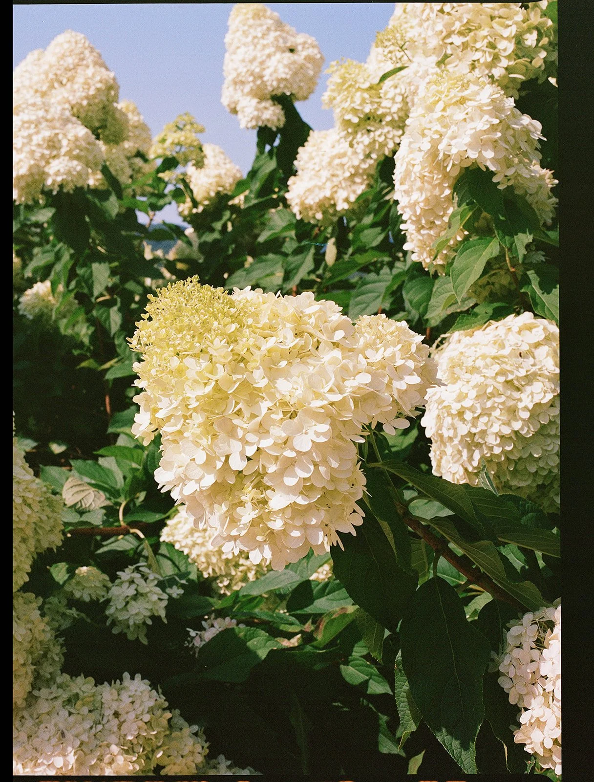 PippinHillWedVibesEditorial_Final_AmandaOwenPhotography-1.jpg