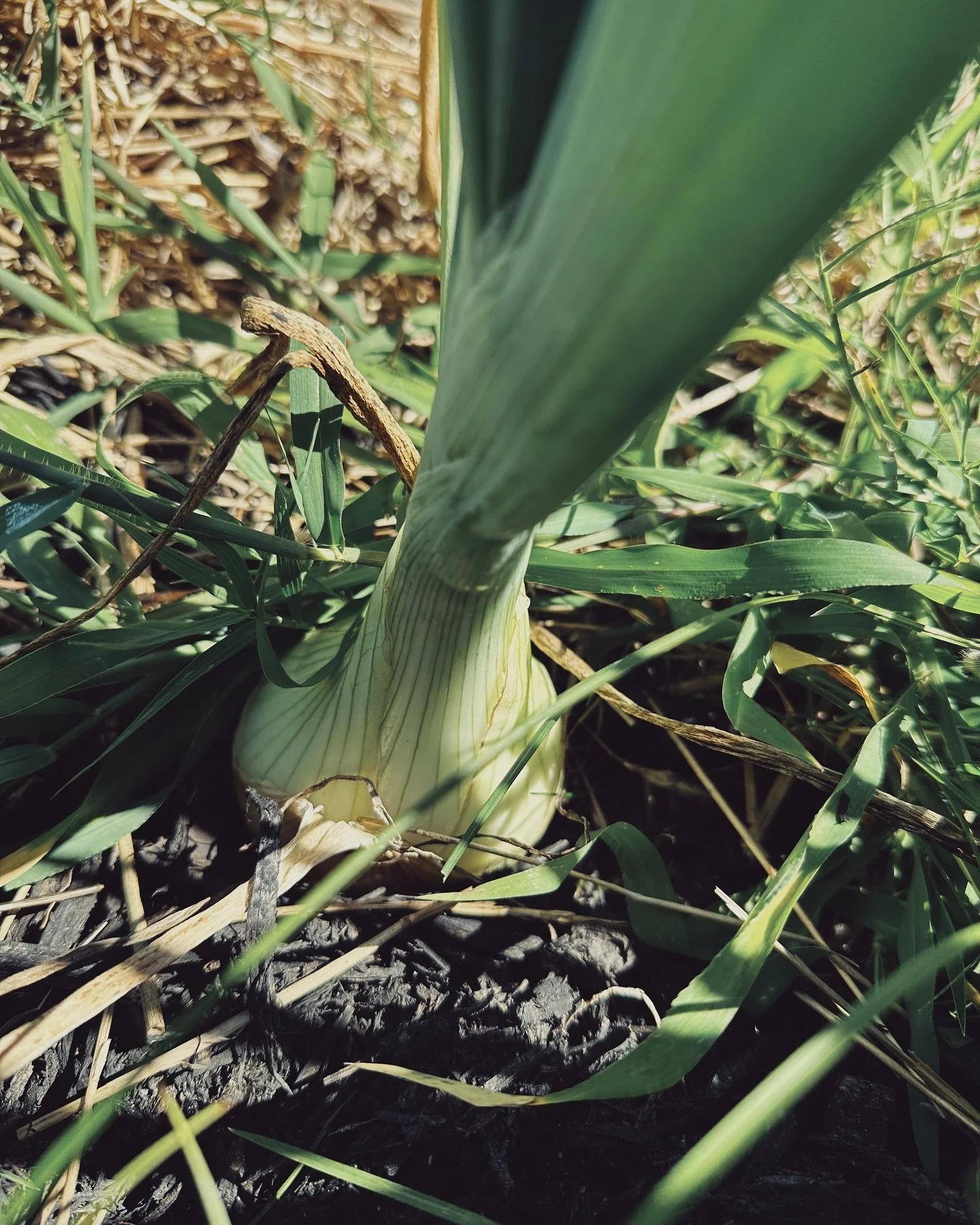 Walla walla onions. 
Right after our frost date this year in TN we had a couple of 30-40&deg; nights unexpectedly. Everything I&rsquo;d planted went into a little shock, including the onions. I learned this year to wait a few weeks after* the frost d