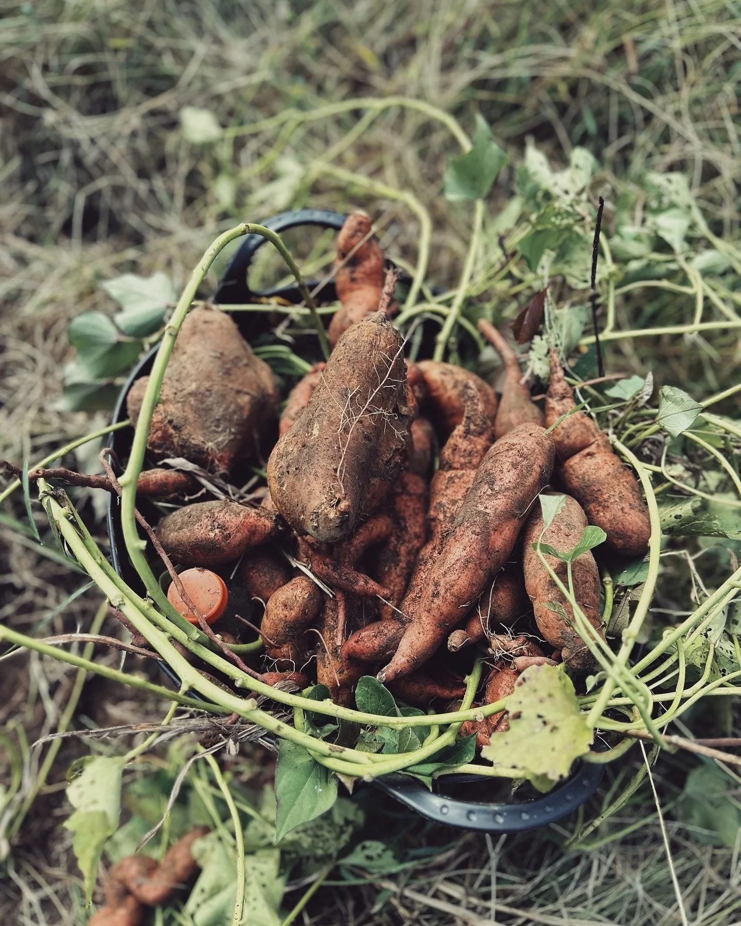 The secret we discovered this year: food plants *want* to grow. 

This is our small sweet potato haul. It will never get old, pulling clean food out of the ground. It&rsquo;s so abundant, it&rsquo;s almost scandalous. This is a testament to the fact 