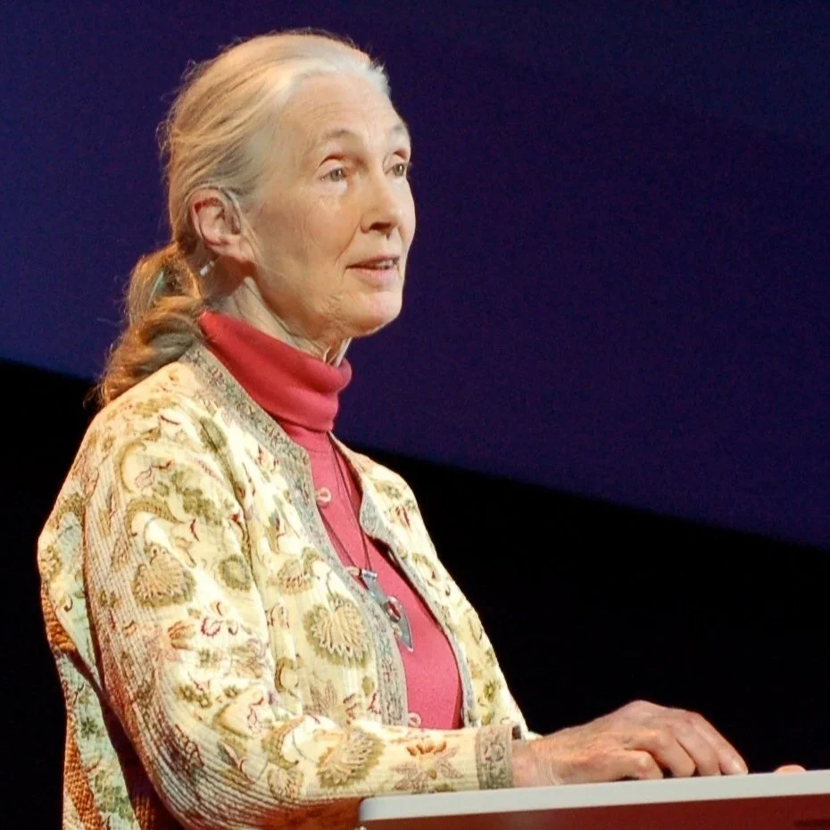 Jane Goodall standing on stage at a TedTalk looking out at the audience.